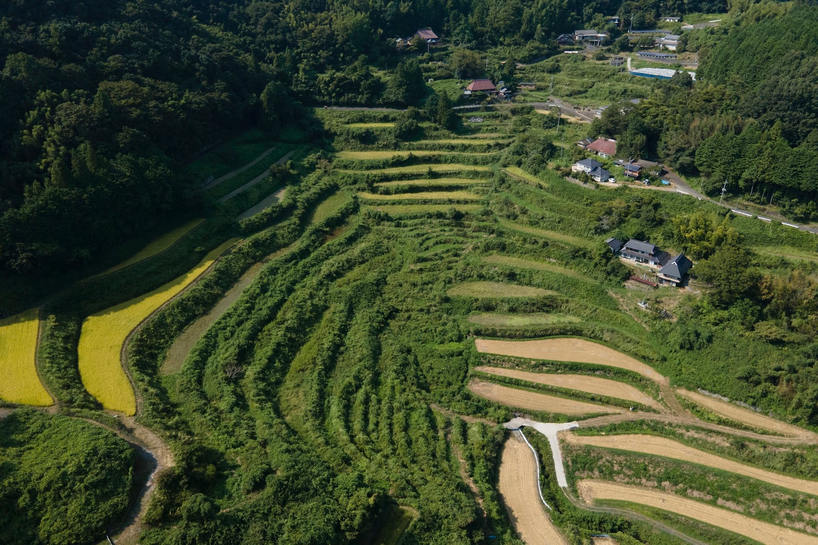 An aerial view of rice terraces in Kitasho village, Okayama prefecture, Japan on Saturday Sept. 7, 2024. (AP Photo/Ayaka McGill)