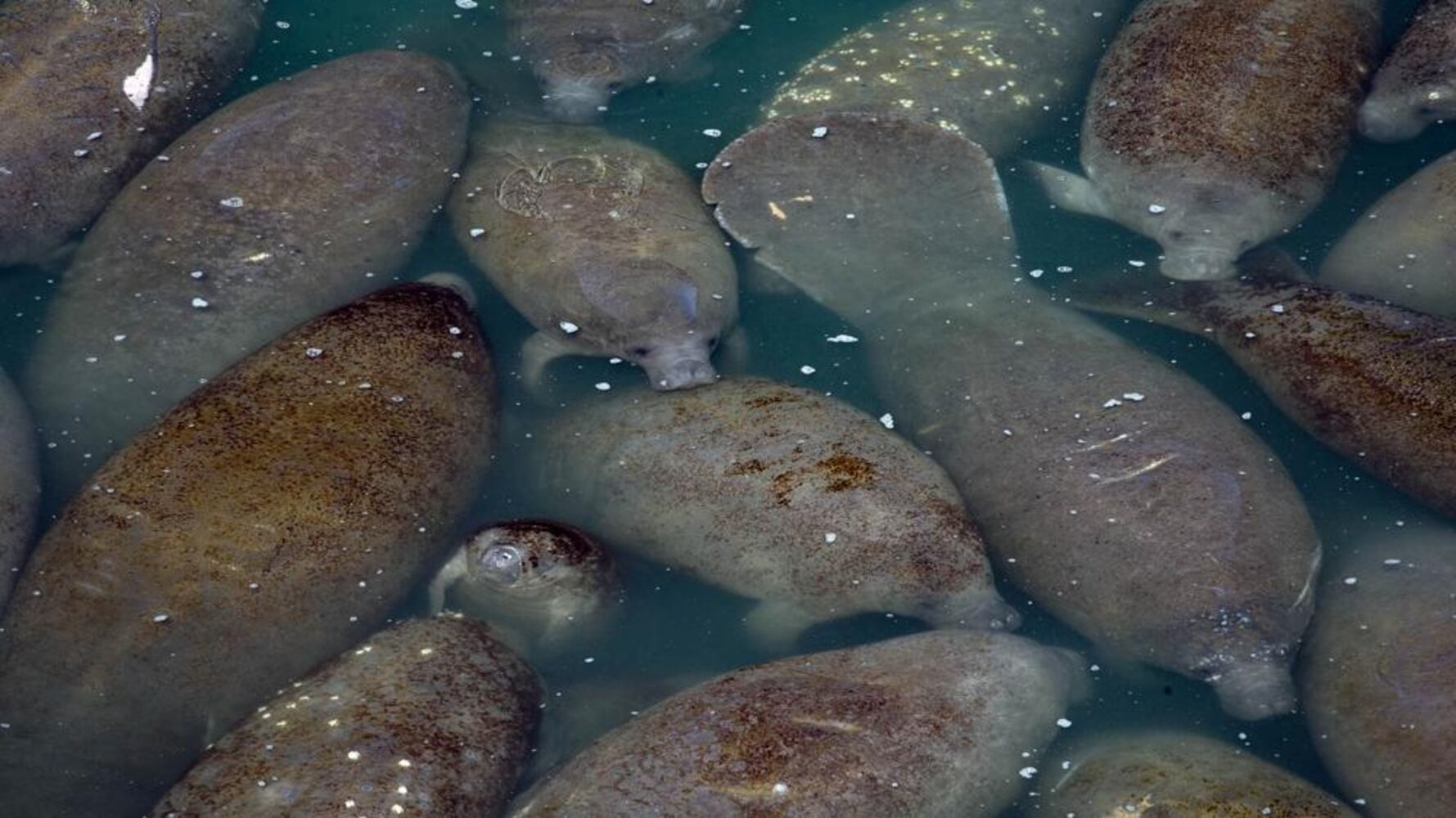 over 200 manatees keeping warm near florida power plant