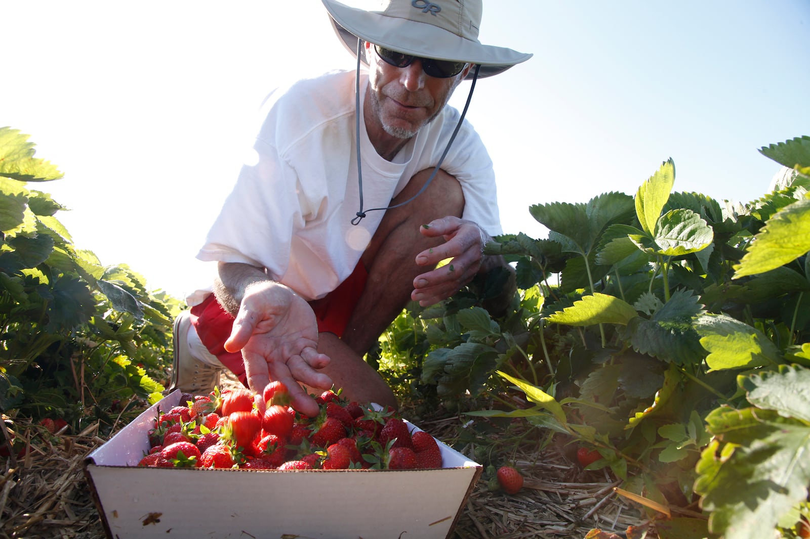 Strawberry pickers from all over southwest Ohio, like Tom Haines from Cincinnati, converge on Stokes Farm in Wilmington to pick their own.  Stokes operations manager Mark Stokes said they worked hard to keep the plants safe from the deep freeze and late spring frost which he attributes to a good crop of strawberries this year.  TY GREENLEES / STAFF