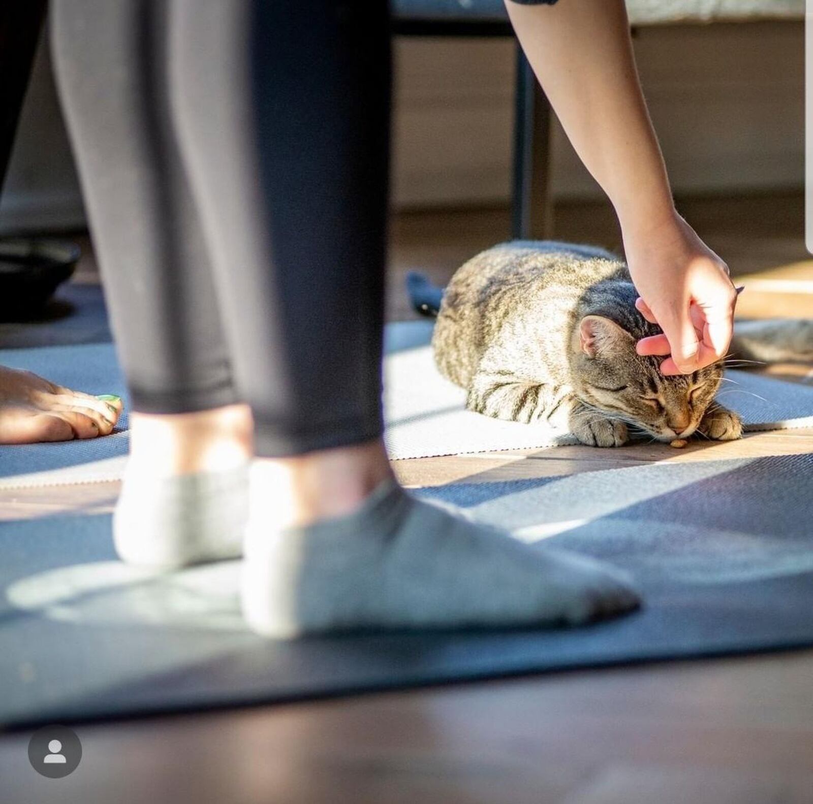 “This is a great way to try yoga and spend time with our adoptable cats,” said Gem City Catfe events manager Marie Bertolo. CONTRIBUTED