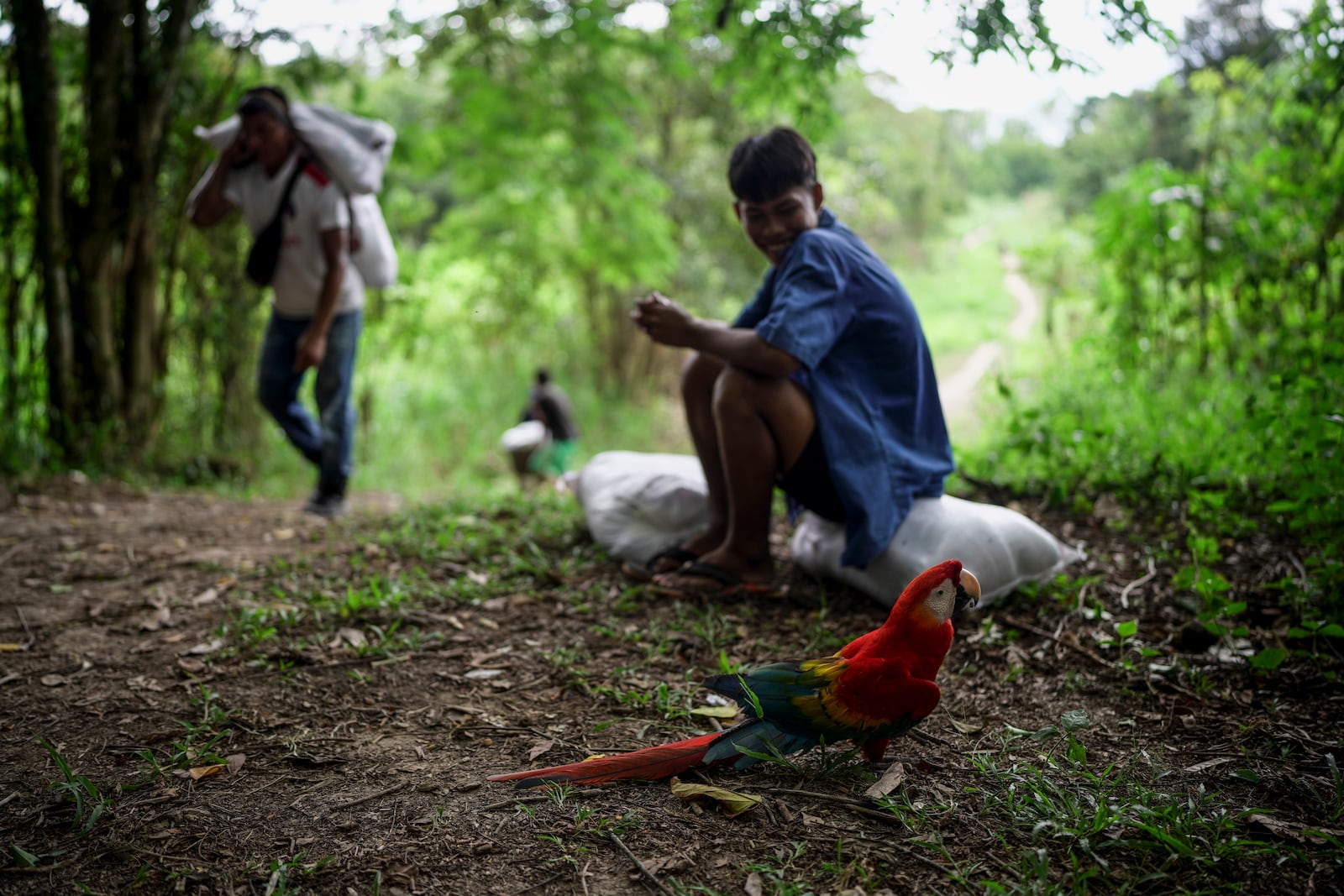 A macaw accompanies people from the Tikuna Indigenous community who carry aid from a nonprofit amid a drought on Amazon River in Santa Sofia, on the outskirts of Leticia, Colombia, Sunday, Oct. 20, 2024. (AP Photo/Ivan Valencia)