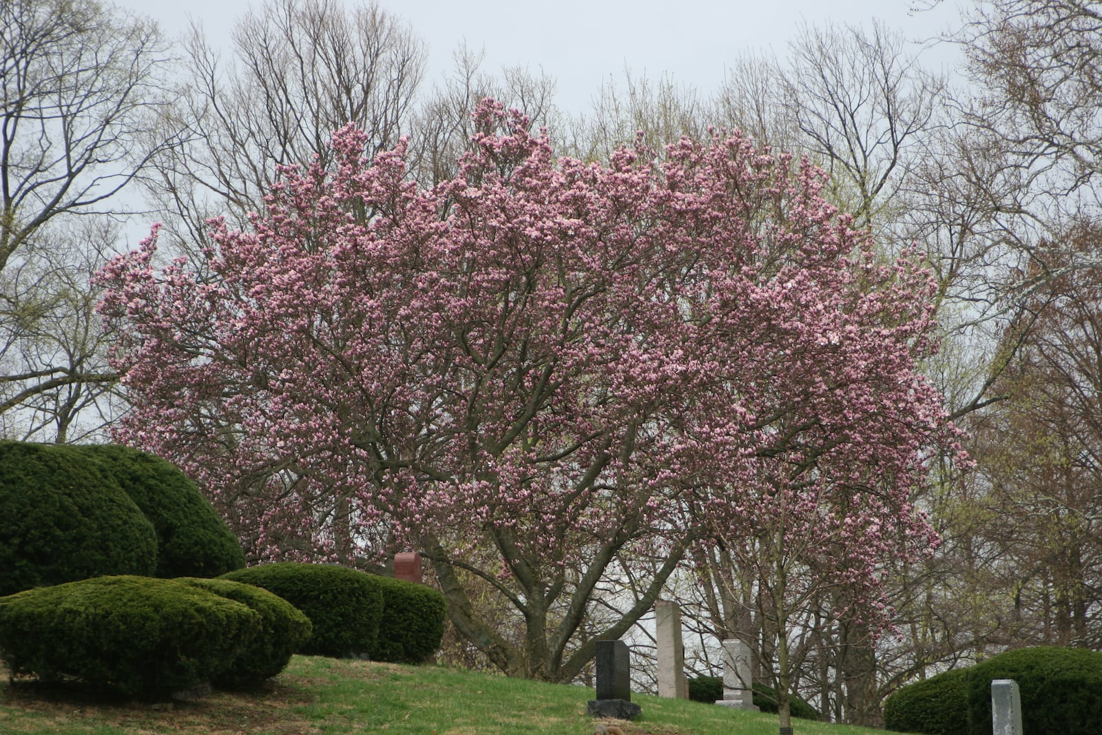 Magnolia soulangiana or saucer magnolia