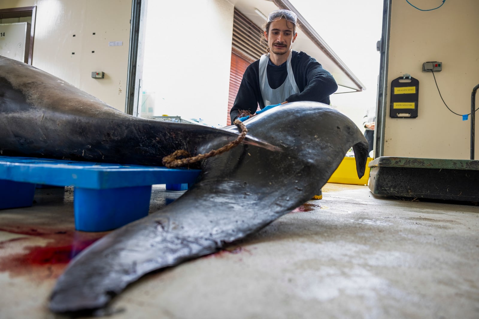 Oliver Dawson inspects a male spade-toothed whale ahead of a dissection at Invermay Agricultural Centre, Mosgiel, near Dunedin, New Zealand, Monday, Dec. 2, 2024. (AP Photo/Derek Morrison)