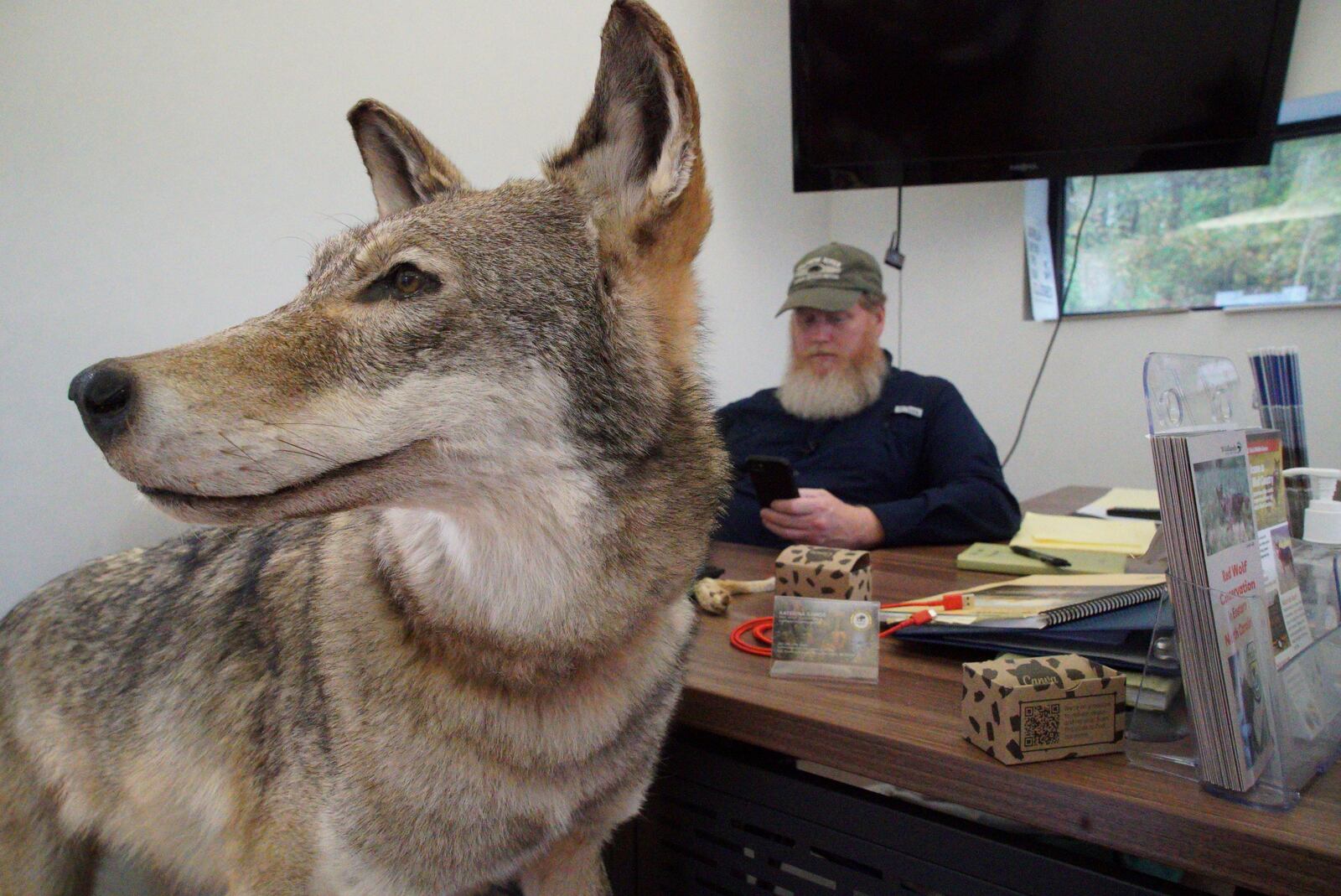 Joe Madison, head of the U.S. Fish and Wildlife's red wolf program, sits behind a stuffed red wolf stands in the Red Wolf Center in Columbia, N.C., on Wednesday, Nov. 20, 2024. (AP Photo/Allen G. Breed)