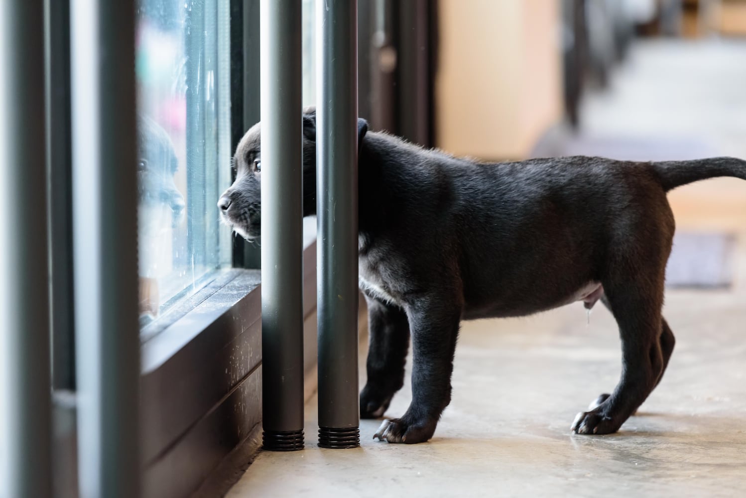 PHOTOS: Puppy Yoga at SICSA Pet Adoption and Wellness Center