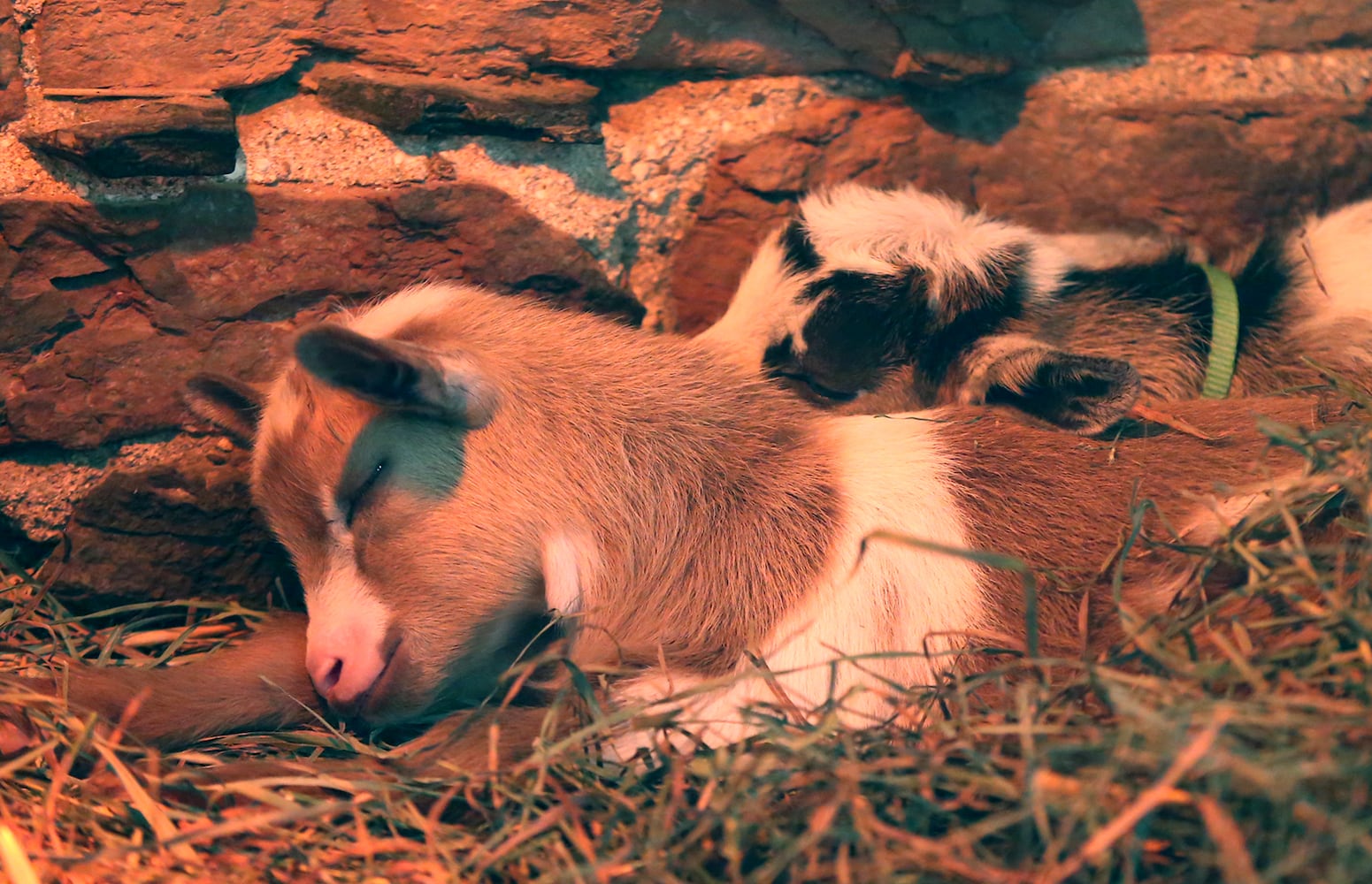 PHOTOS: AWWW! Sleepy mini goats and adorable lambs among the Aullwood Farm babies