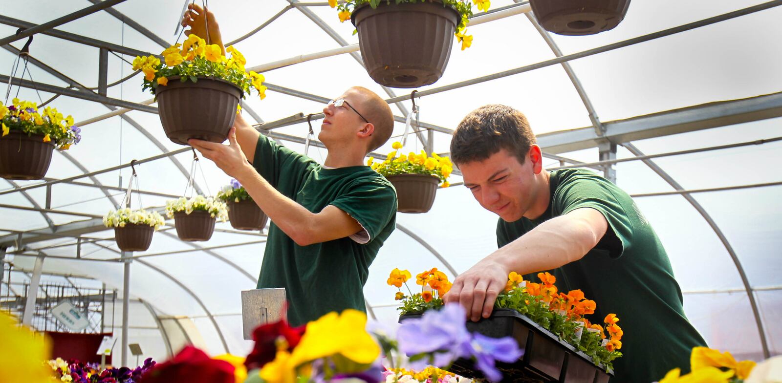 Siebenthaler's employees stock pansy containers in the greenhouse at the local home-improvement and lawn and garden store. JIM WITMER / STAFF