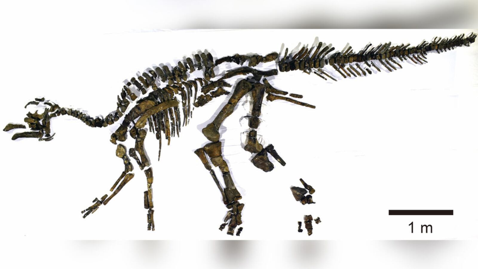 A fossilized skeleton of Kamuysaurus japonicus was first discovered in the Hobetsu district of Mukawa Town, Hokkaido, in 2013. Ensuing excavations found a nearly complete skeleton, currently the largest dinosaur skeleton ever found in Japan.