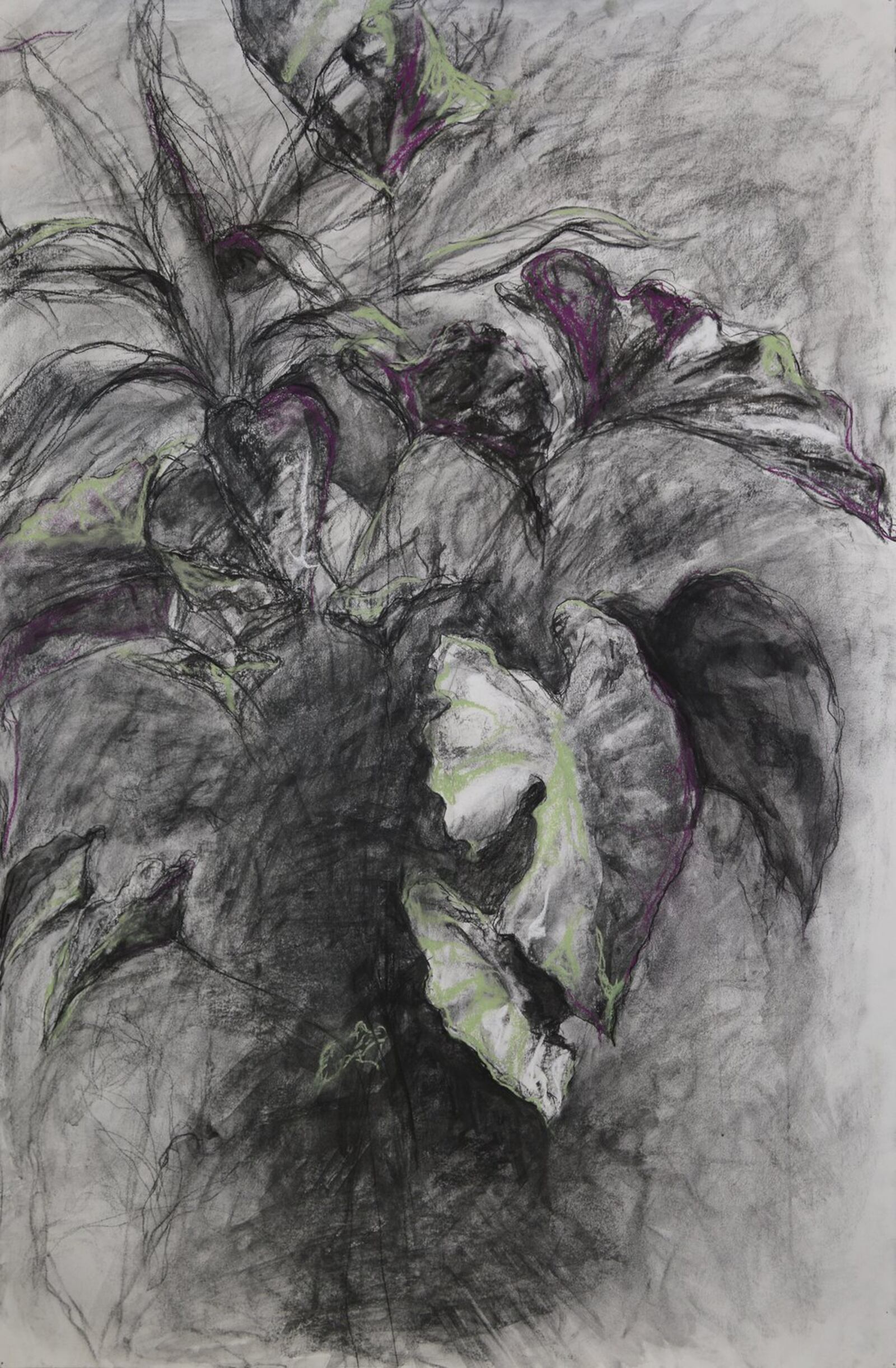 “Colocasia” charcoal and pastel drawing by Kathryn Paull of University of Dayton. CONTRIBUTED