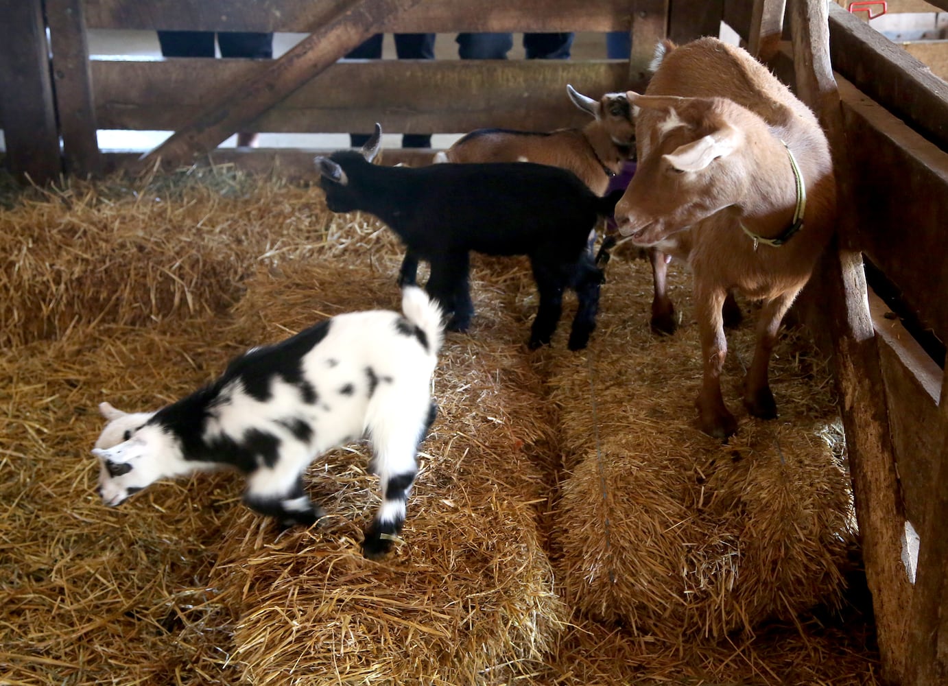 PHOTOS: AWWW! Sleepy mini goats and adorable lambs among the Aullwood Farm babies