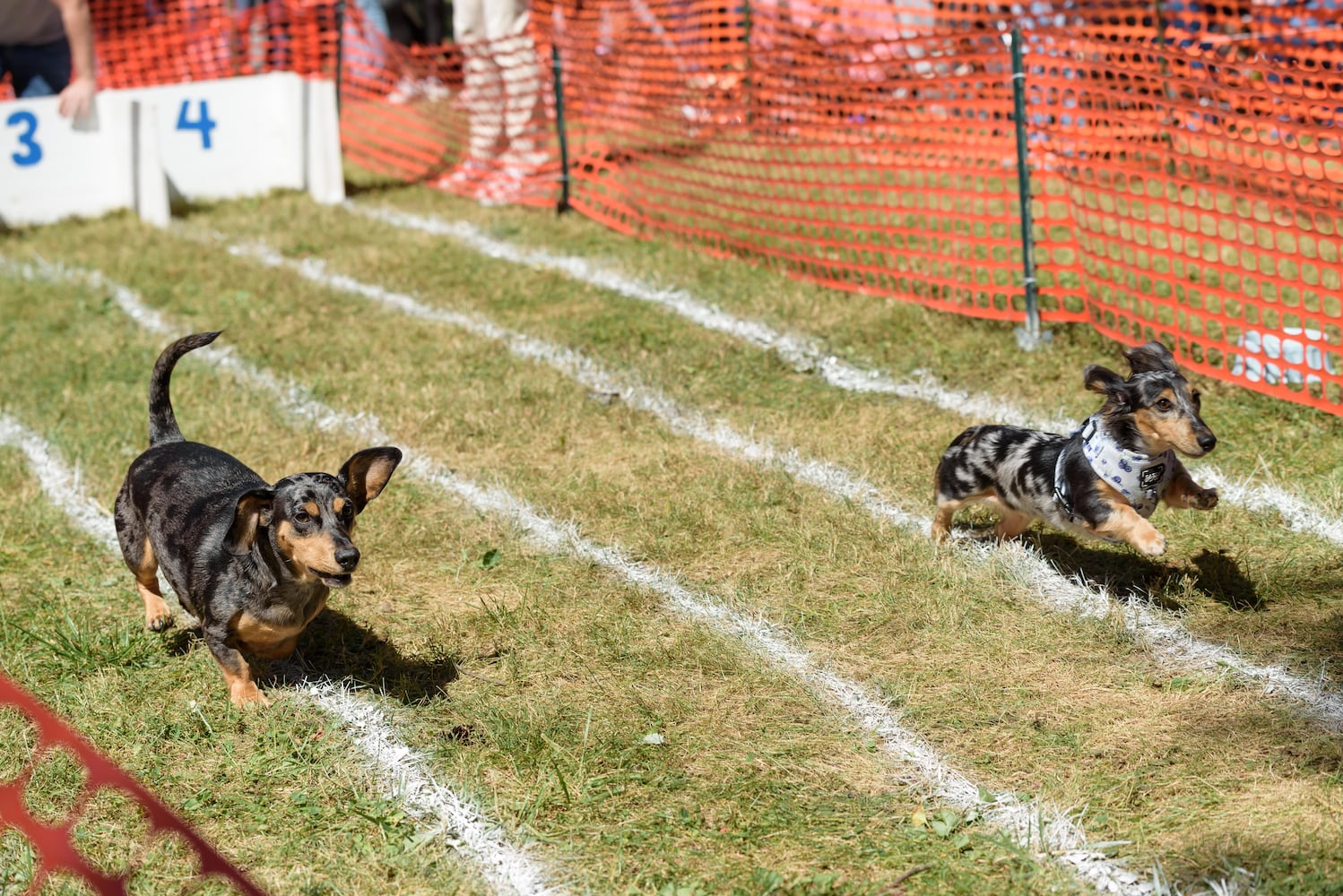 PHOTOS: 2024 Oktoberfest Springboro