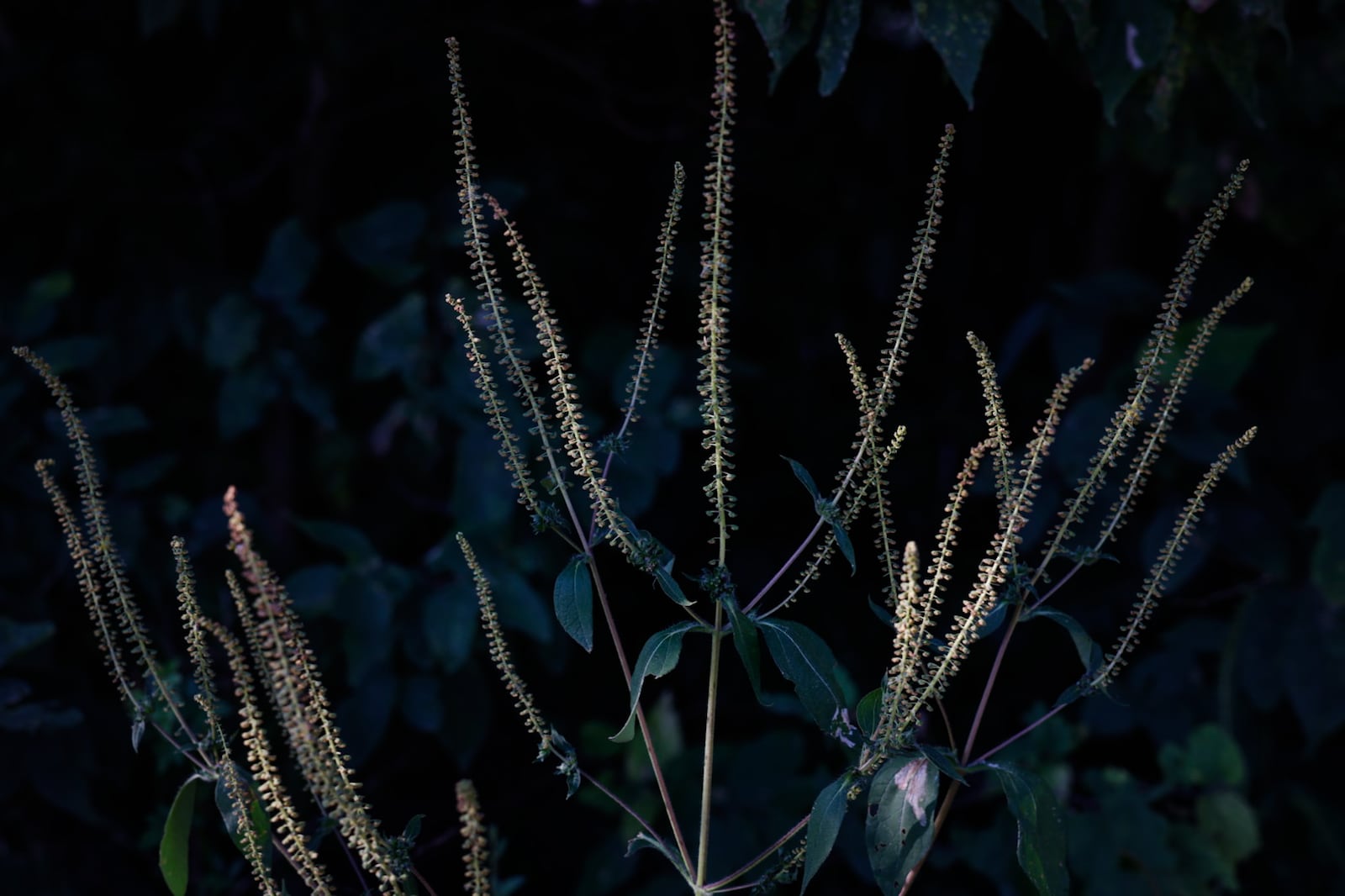 Weed pollen counts are "very high" right now, according to the Regional Air Pollution Control Agency. JIM NOELKER/STAFF