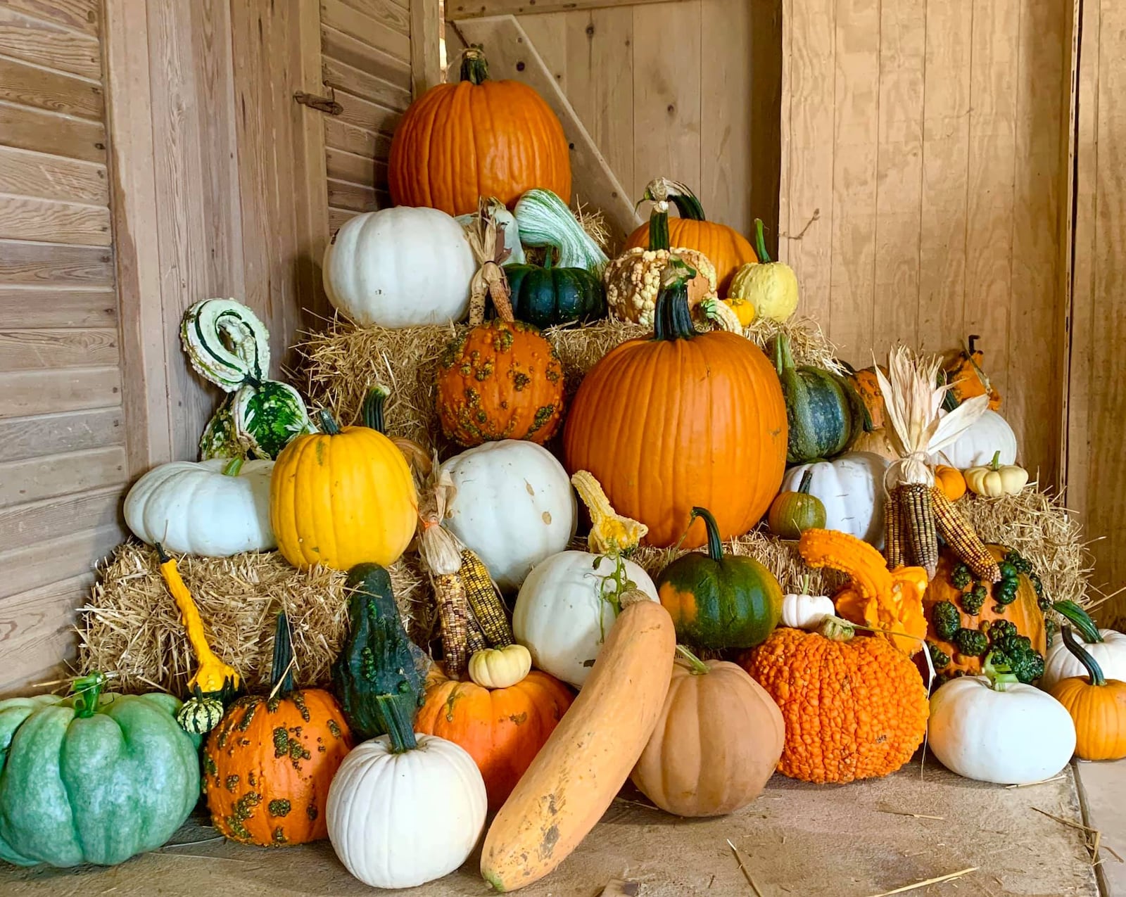 The collection of pumpkins available in Schappacher Farms' market.