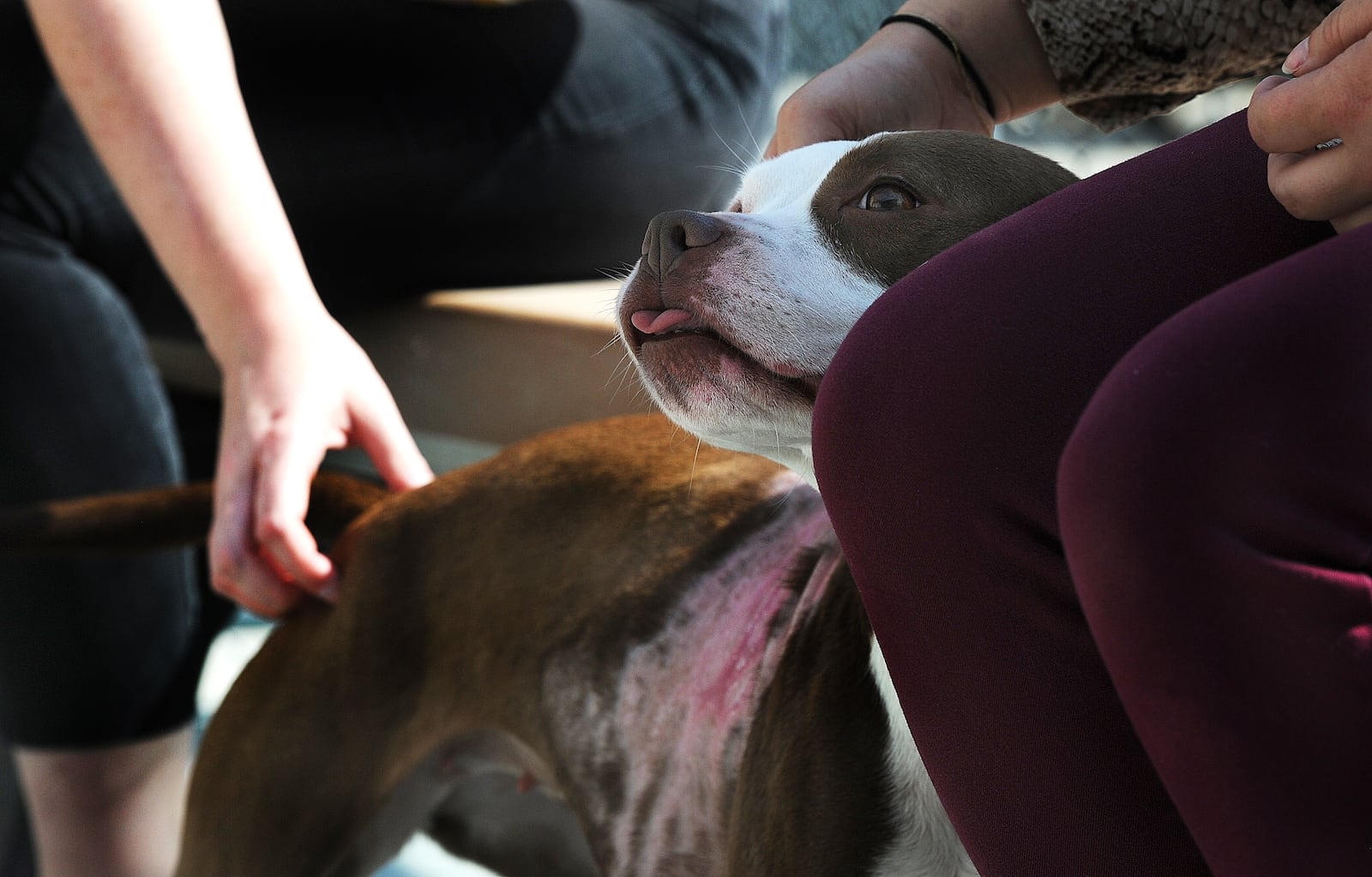 Honeycomb enjoys the attention of visitors at the Montgomery County Animal Resource Center. MARSHALL GORBY\STAFF