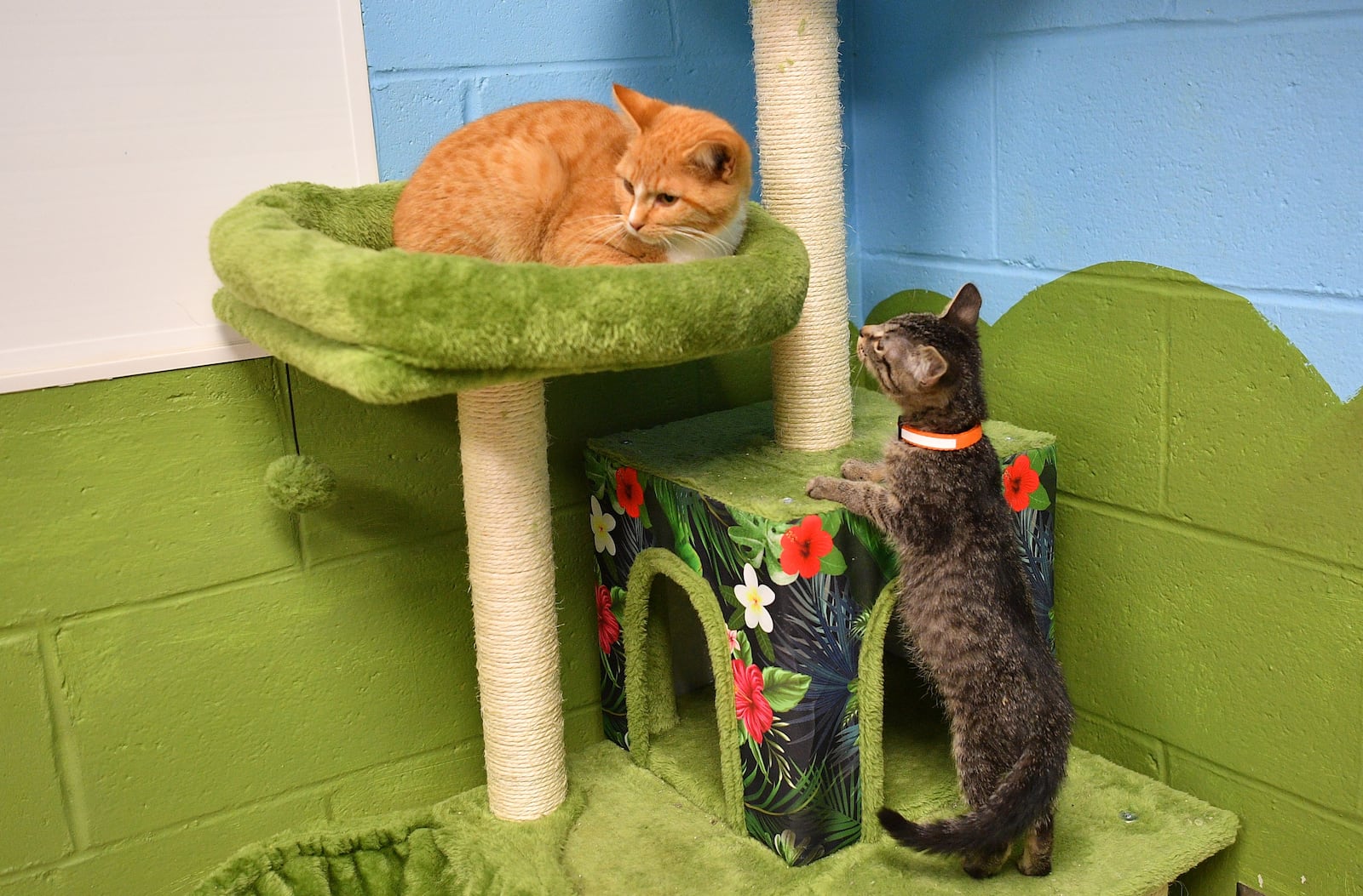 Cats lounge and play at the current Miami County Animal Shelter in January 2024. A fundraising effort is underway to construct a new shelter. CONTRIBUTED PHOTO