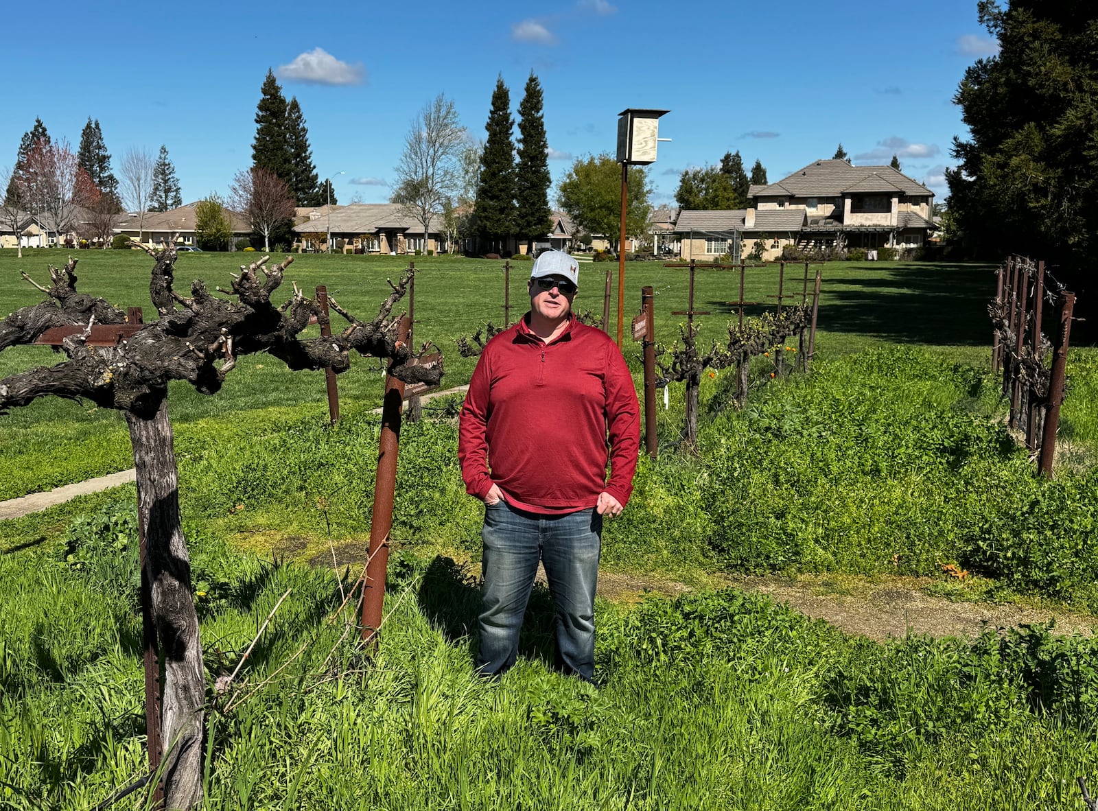 Craig Ledbetter of Vino Farms stands in a demonstration vineyard the Lodi Wine Visitor Center in Lodi, California on March 18, 2025. (AP Photo/Terry Chea)