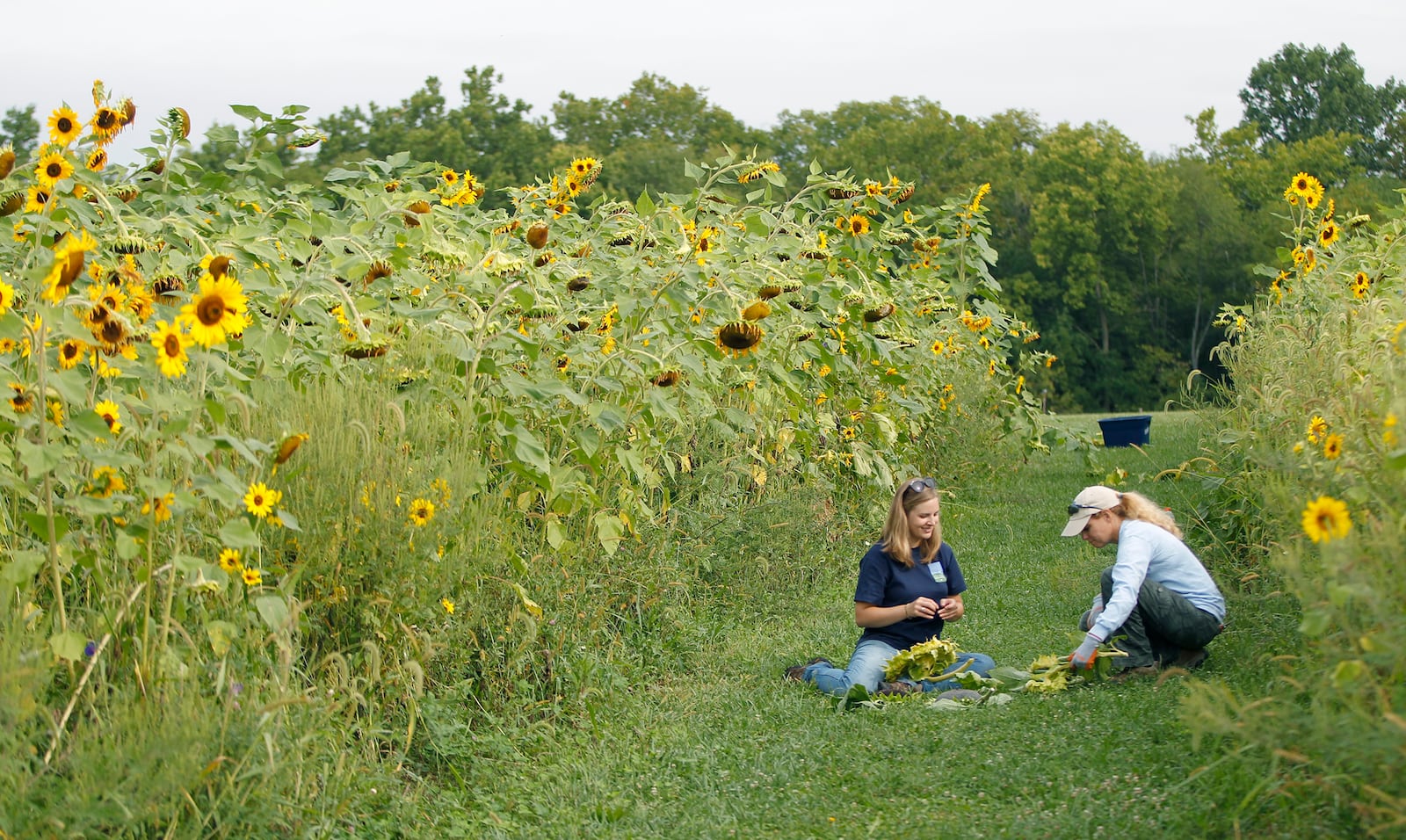 A field that has been fallow for five years is now a trial for several varieties of sunflowers at the Possum Creek MetroPark's farm. Previously, traditional row crops, corn and soybeans, were planted on the site. LISA POWELL / STAFF