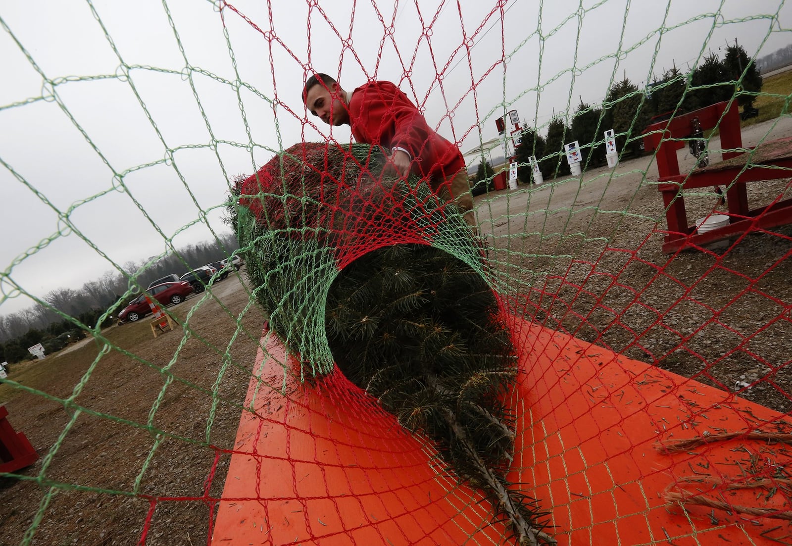 Alex Walls, an employee at Young’s Christmas Tree Farm, pulls a tree through a net as he gets it ready for a customer in this photo from 2015. BILL LACKEY/STAFF/FILE