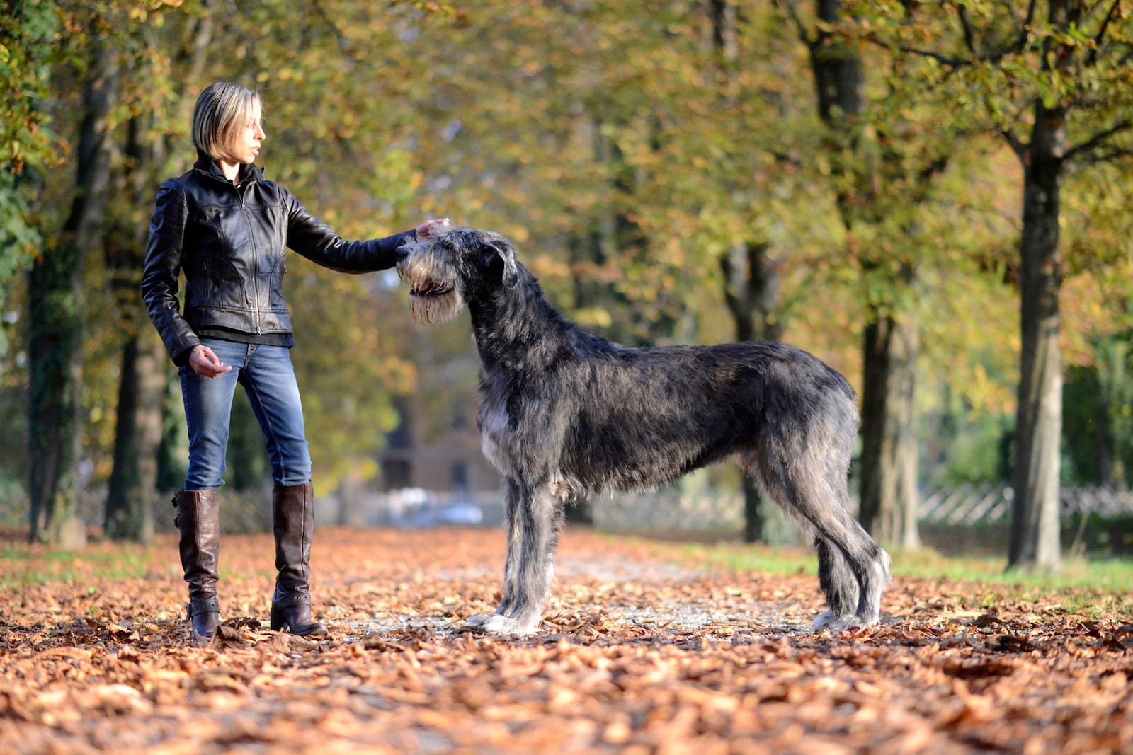 Originally bred as dogs of war, the Irish wolfhound is now deemed safe for children and families. Check them out all weekend at Celtic Fest Ohio. CONTRIBUTED