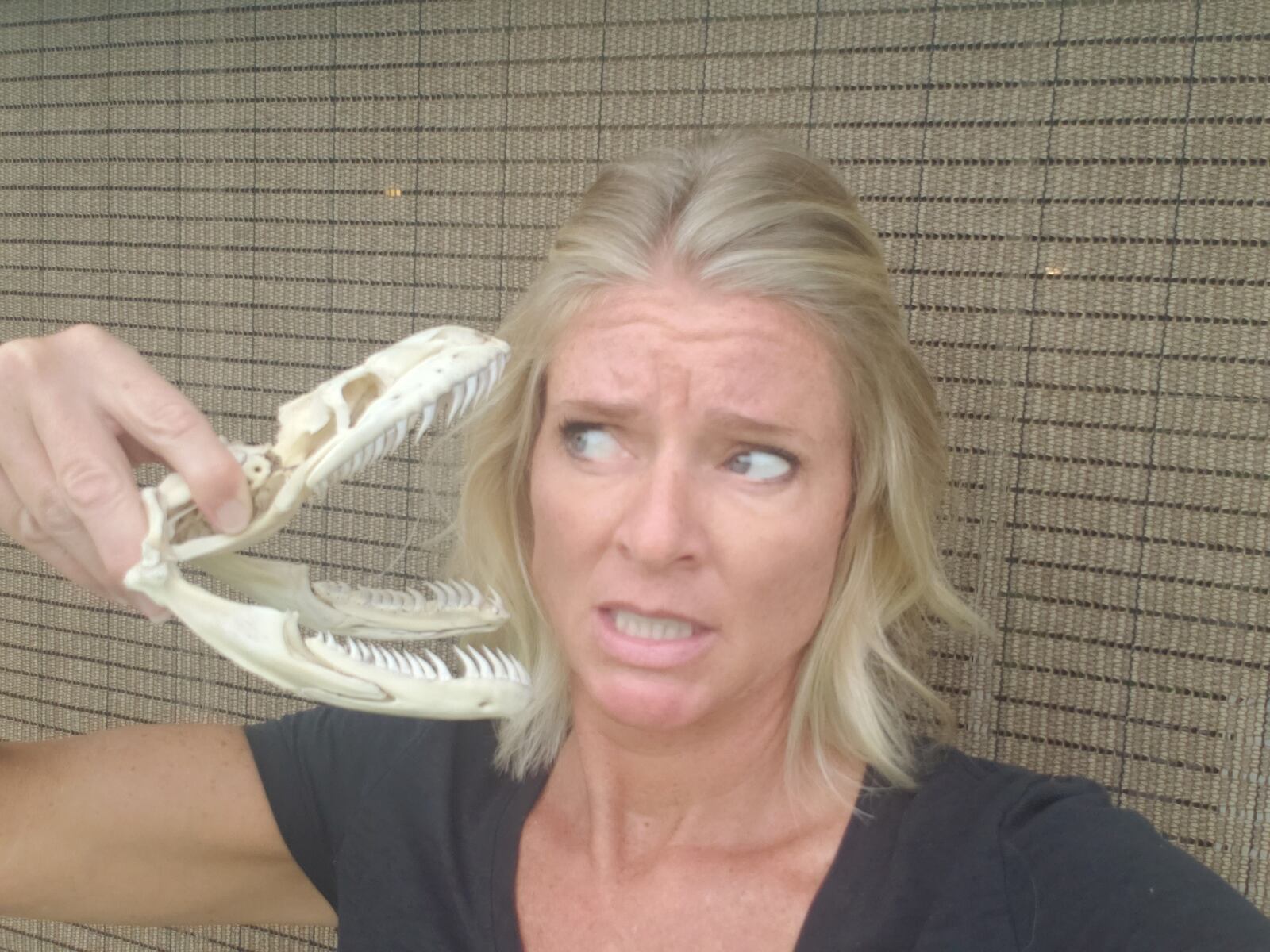 Amy Siewe looking at rows of razor sharp teeth on the skull of the 17-foot-3 inch Burmese python she jumped onto and wrestled into submission last July. The rear slanting teeth make escape impossible for animals the snake bites down on. The jaws are connected by stretchy cartilage that enables a python to swallow an adult deer, bobcat or alligator.  CONTRIBUTED