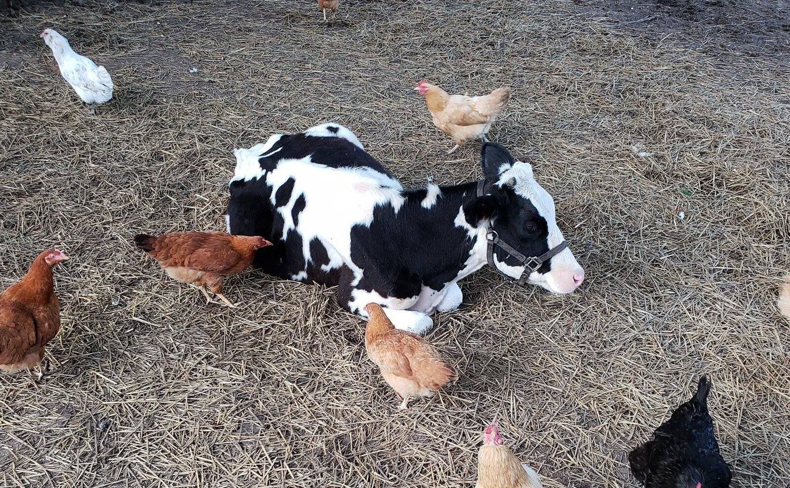 Annie the Highway Cow is seen with chickens at a farm where she lives in the Dayton area.