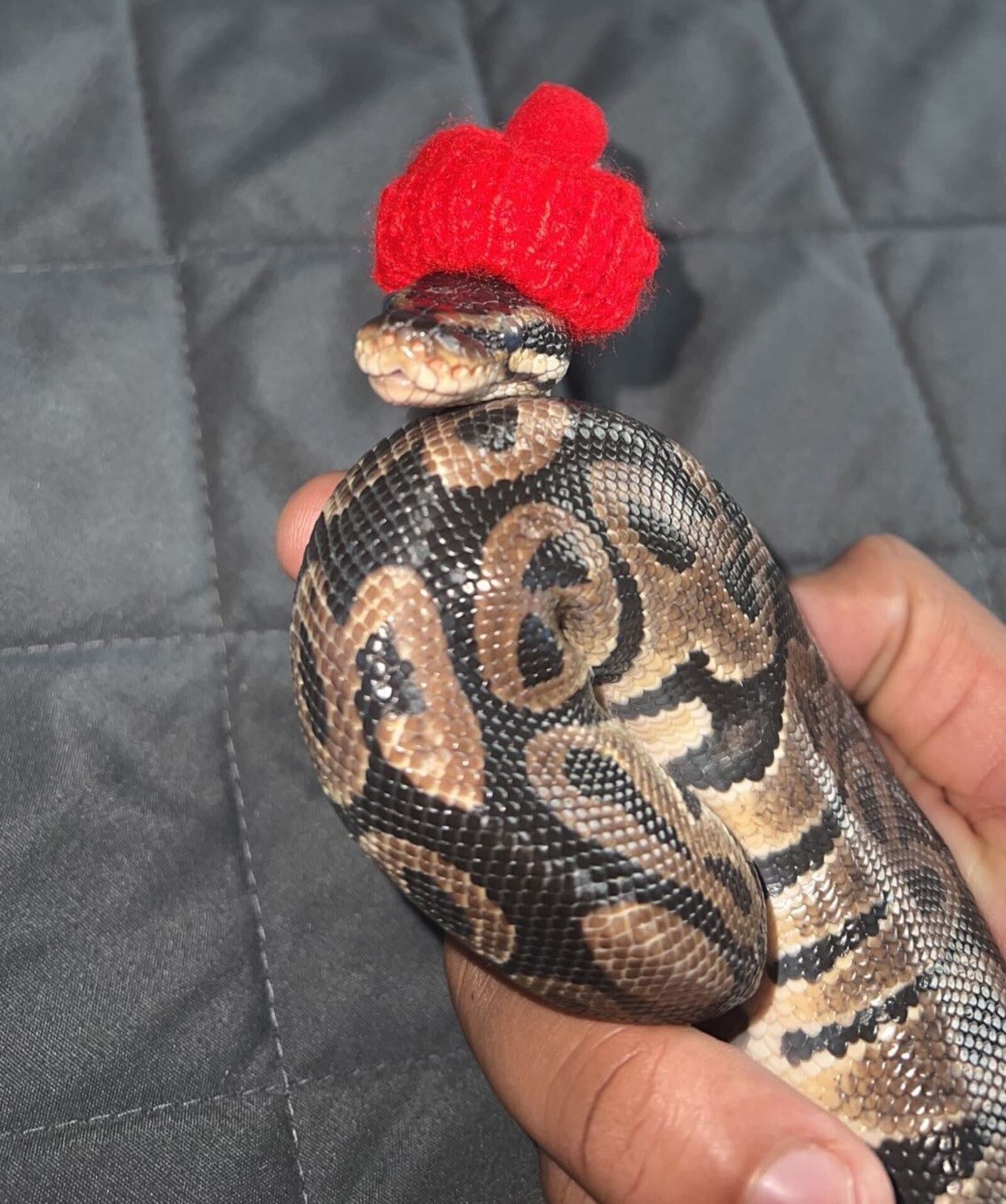 When Zed Key joined the Dayton Flyers he brought along his pet snake, a two-foot ball python named 7, who has his own collection of hats, an Instagram page, is sometimes draped around Key’s throat like a snakeskin necklace and got several minutes of prime airtime when ESPN broadcasters featured him during the broadcast of an OSU game when Key was a sophomore. CONTRIBUTED