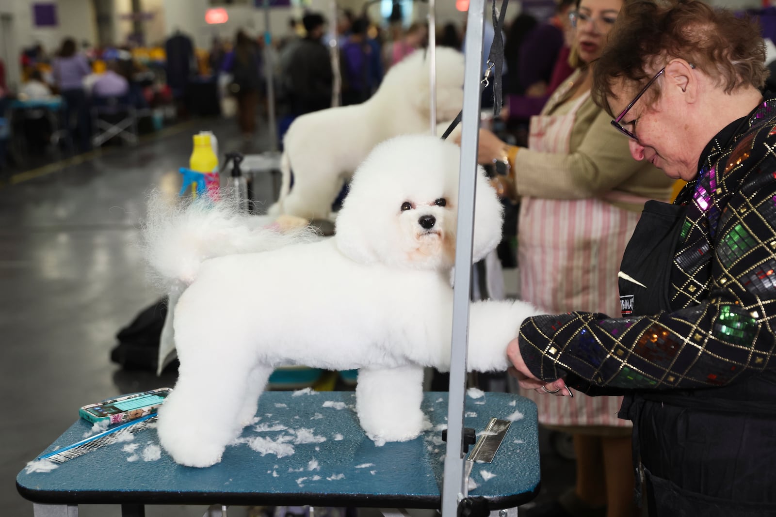 A Bichon Frise is groomed in the benching area at the 149th Westminster Kennel Club Dog show, Monday, Feb. 10, 2025, in New York. (AP Photo/Heather Khalifa)