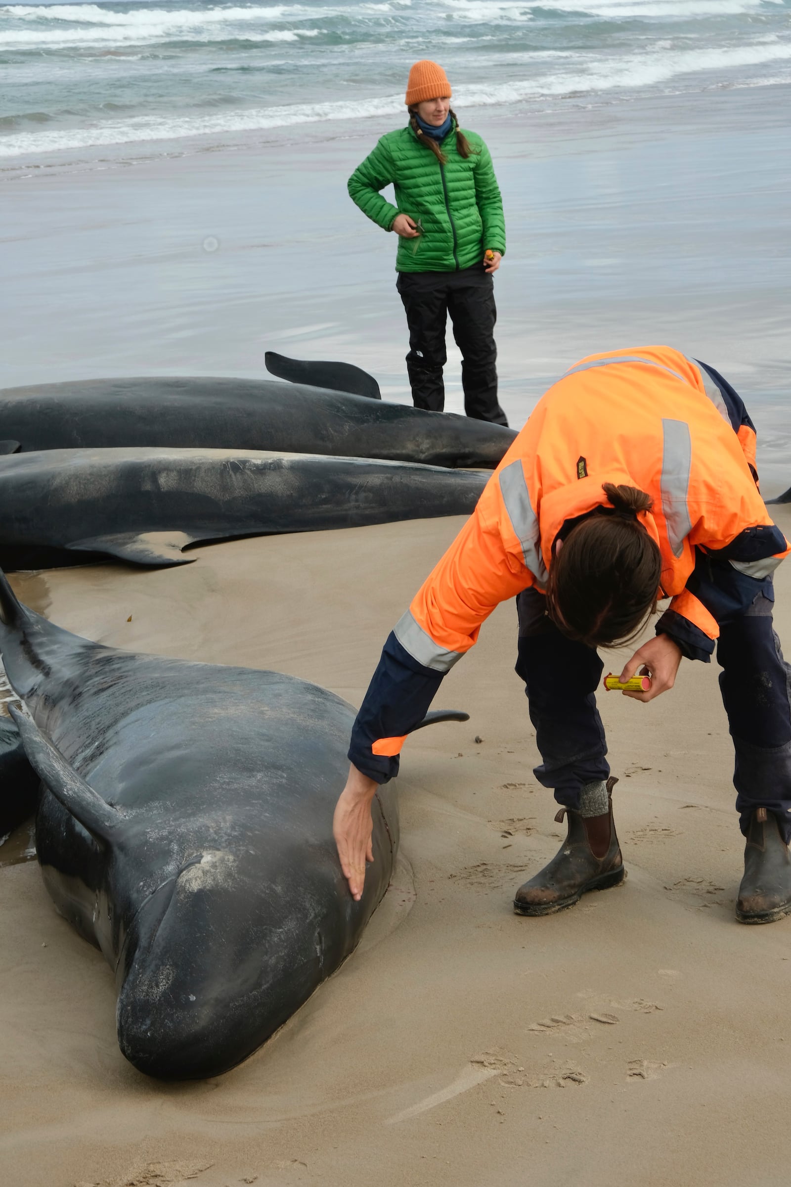 In this photo provided by the Department of Natural Resources and Environment Tasmania, a man and a woman inspect whales after more than 150 false killer whales have become stranded, Wednesday, Feb. 19, 2025, on a remote beach on near Arthur River in Australia's island state of Tasmania. (NRE via AP)