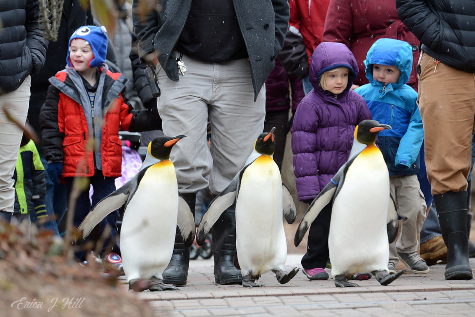 Penguin Days and the popular penguin parades have returned to the Cincinnati Zoo and Botanical Garden through March 12, 2021.