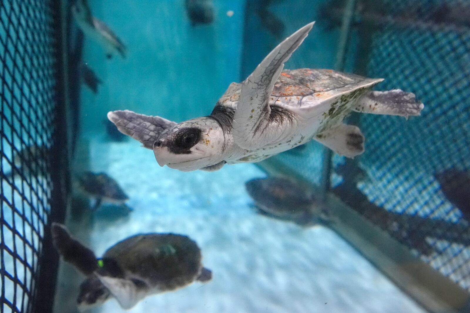 A Kemp's ridley sea turtle swims in a tank at a New England Aquarium marine animal rehabilitation facility in Quincy, Mass., Tuesday, Dec. 3, 2024. (AP Photo/Steven Senne)