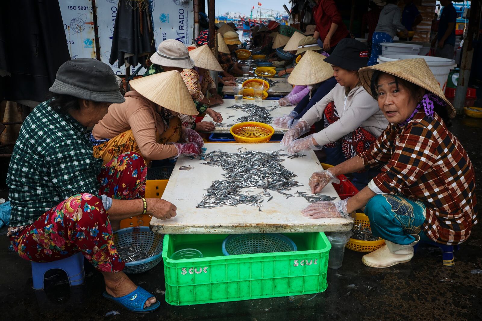 Women work in a fish market in in Nha Trang harbor, Vietnam, Oct. 26, 2024. (AP Photo/Yannick Peterhans)