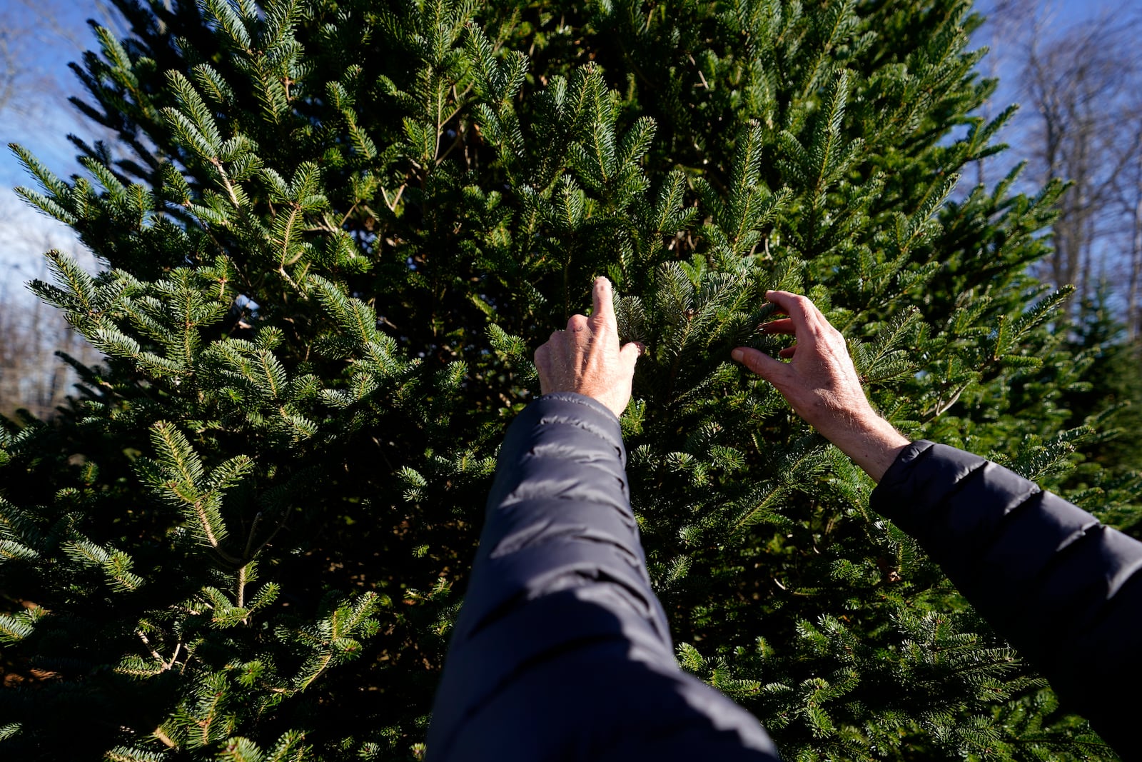 Sam Cartner Jr., co-owner of Cartner's Christmas Tree Farm, shows the official White House Christmas tree, a 20-foot Fraser fir, Wednesday, Nov. 13, 2024, in Newland, N.C. (AP Photo/Erik Verduzco)