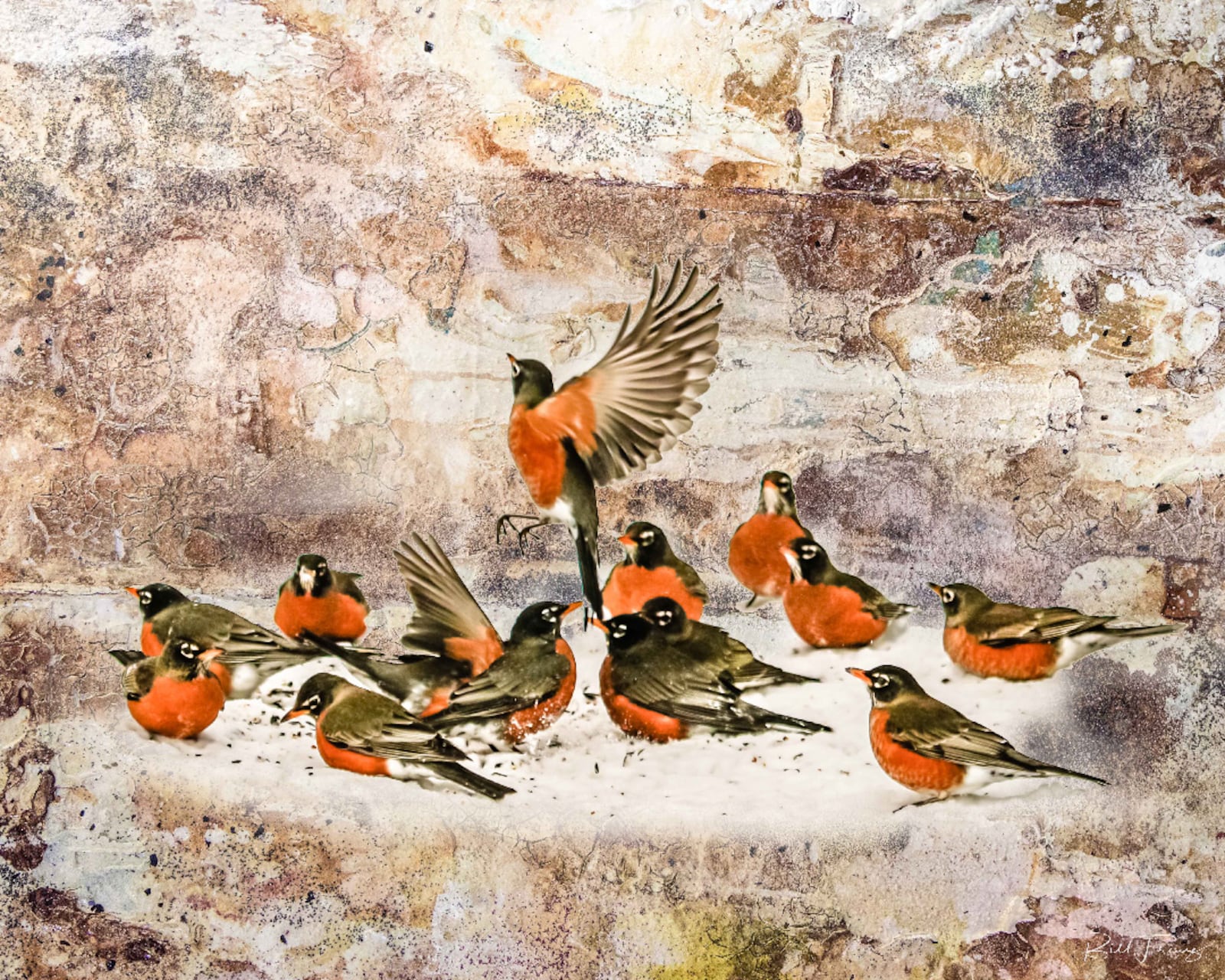 "Snow Robins," an aluminum print by Bill Franz, is included in the exhibit. CONTRIBUTED