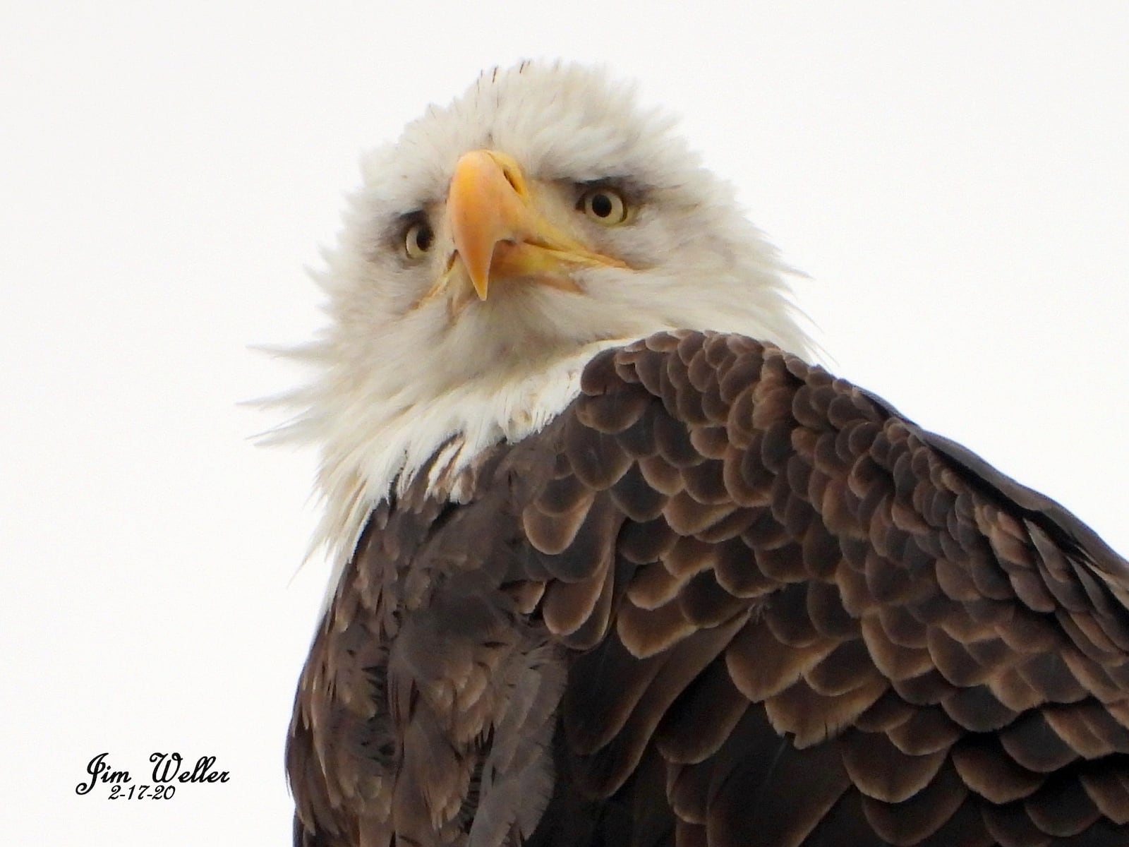 Willa, one of the bald eagles nesting at Carillon Historical Park, will soon lay an egg, the third generation at the park. PHOTO COURTESY OF JIM WELLER