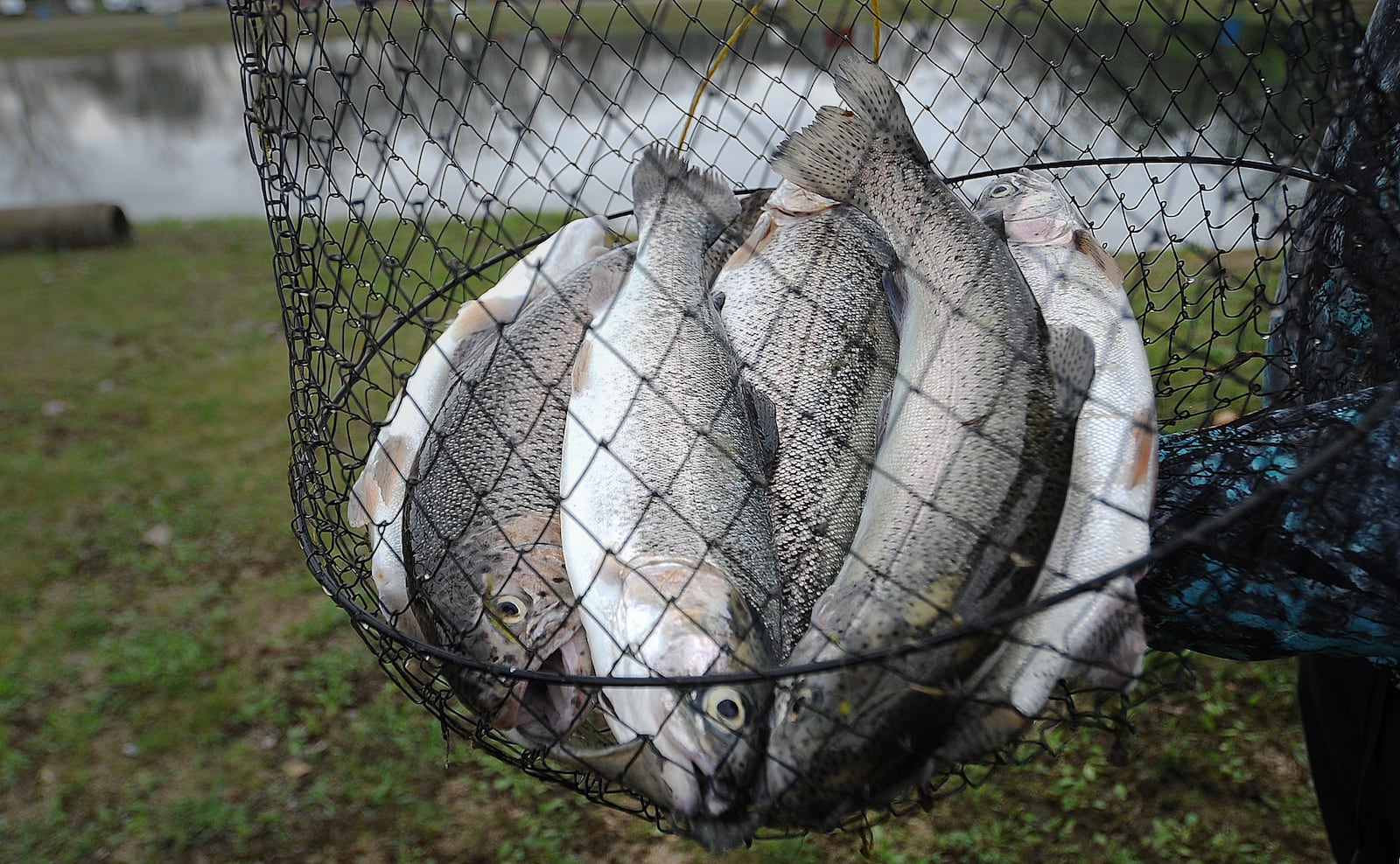 Rainbow Lakes in Fairborn are well stocked with Rainbow trout and other types of fish. MARSHALL GORBY\STAFF