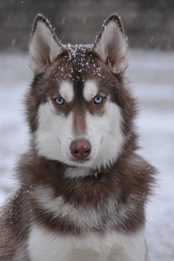 PHOTOS: It’s National Dog Day! Here are some puppy smiles for you