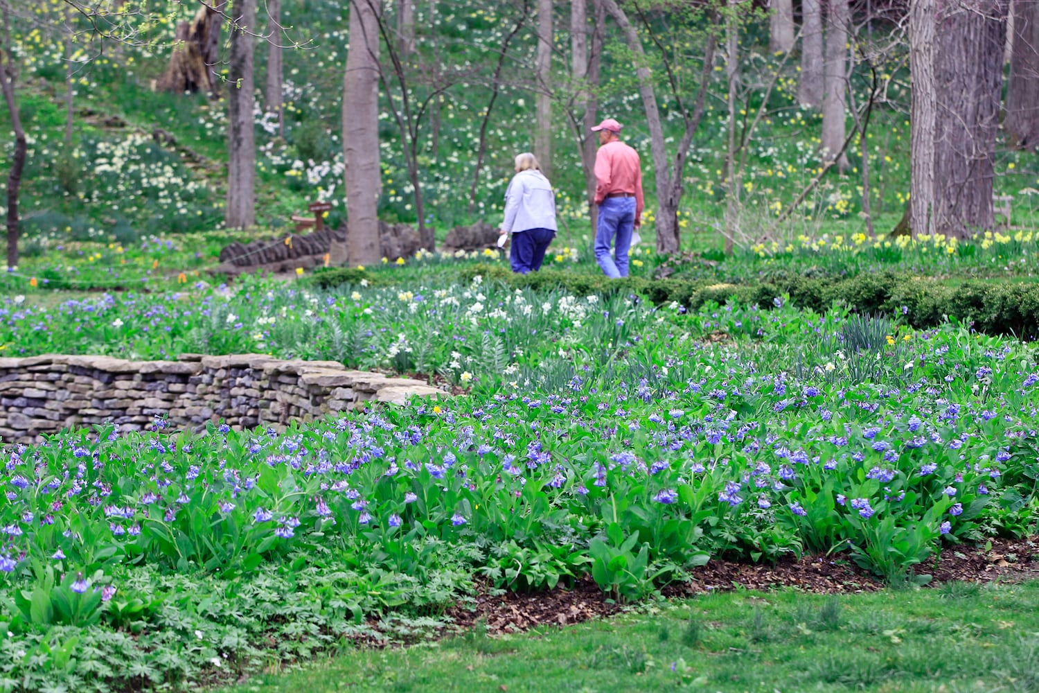 Virginia Bluebells bloom at Aullwood Garden MetroPark