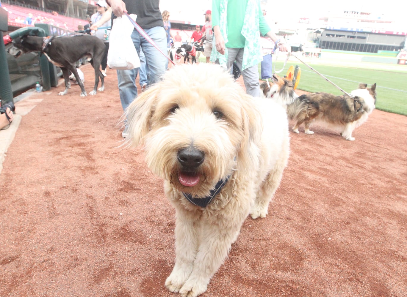 Photos: Bark in the Park Night at Great American Ball Park