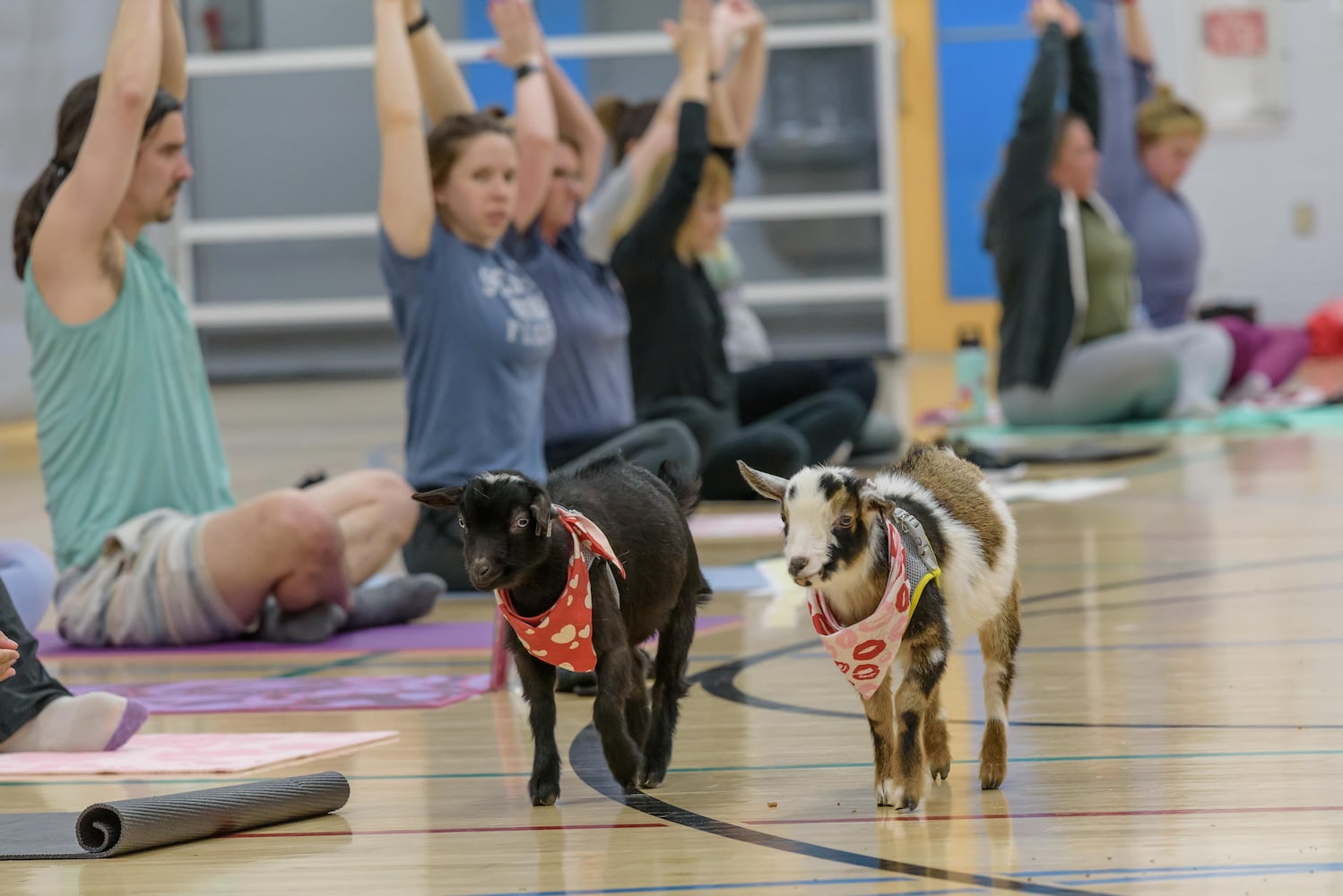 PHOTOS: Sweetheart Goat Yoga at Vandalia Recreation Center