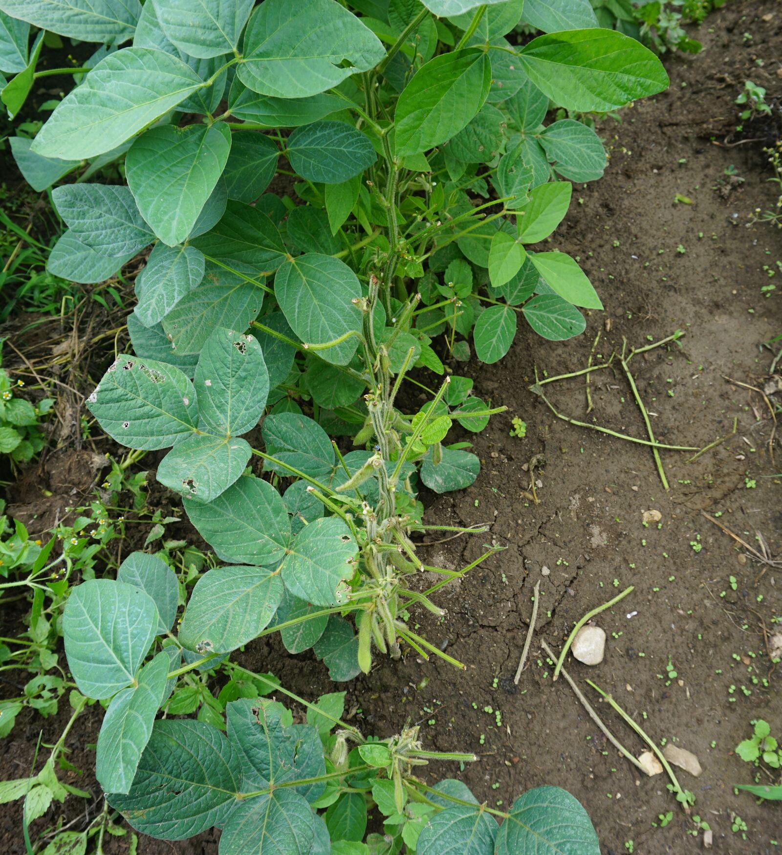 Rabbits eating the tops of Edamame (edible soybean).