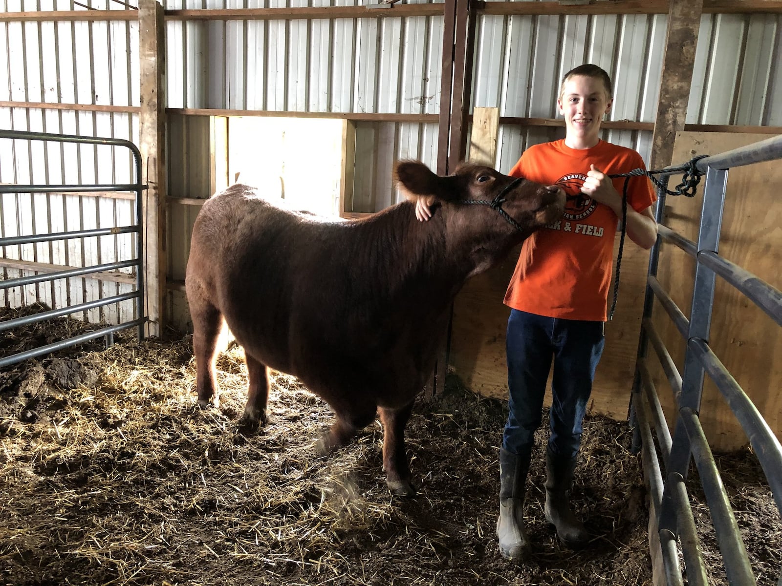 Brandon Barr, 16, and Waylon, a shorthorn steer, who survived two tornadoes at this farm owned by James and Mary Ann Barr at 1045 Ludlow Road in Beavercreek Township. When the steer was a calf the barn he was in was badly damaged in a tornado on April 3, 2018. On Monday, May 27, 2019, the Barr’s farm was struck by a tornado again, tearing off the doors of the barn where Waylon and a heifer were kept, damaging another building and demolishing the roof of the Barr’s home. None of the Barr’s 25-head of cattle were injured in either tornado. PHOTOS by Lynn Hulsey