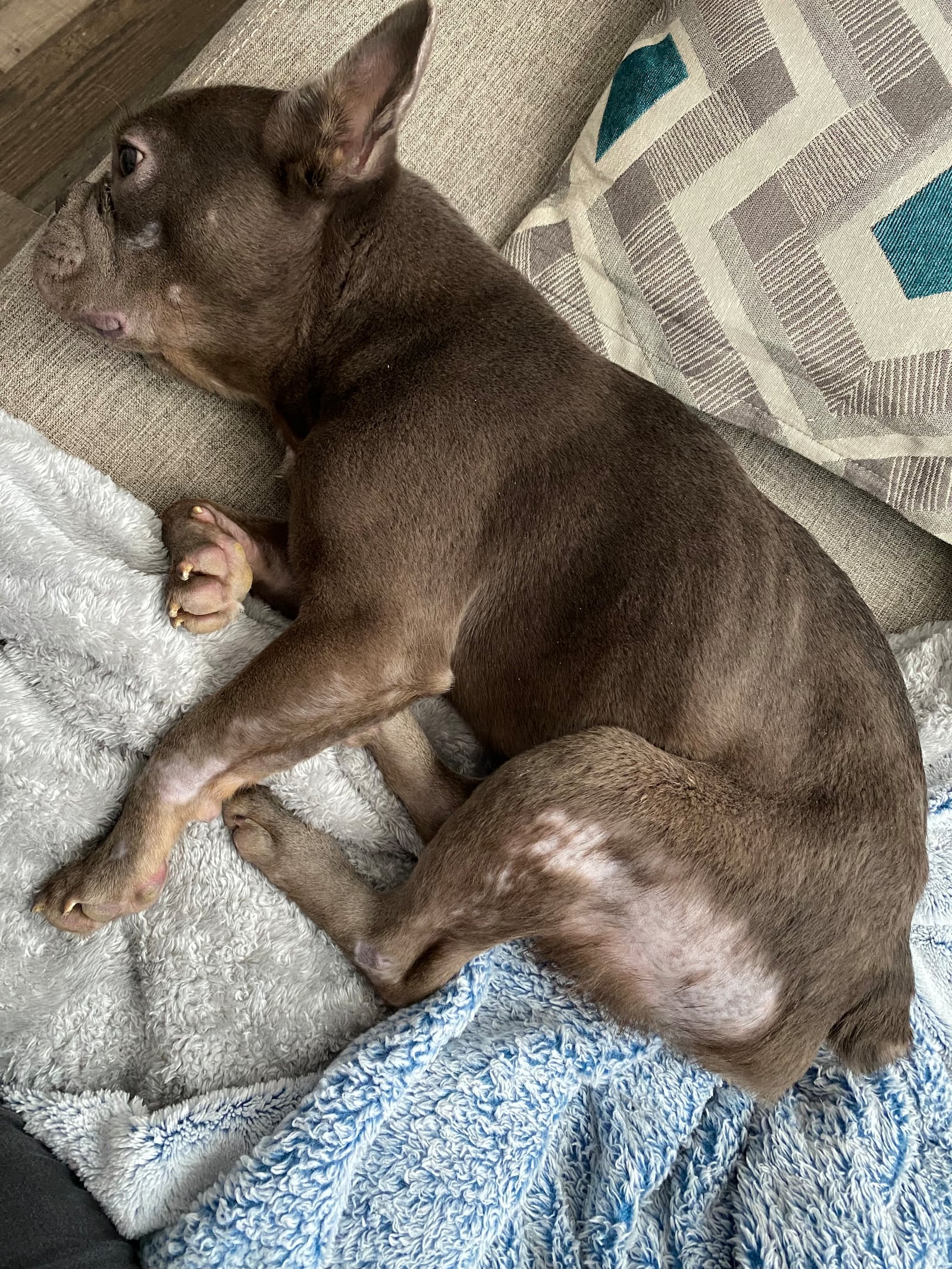 Melissa McClure of Springfield said her French bulldog Tater was emaciated, covered in filth, had raw paw pads filed teeth and was in need of veterinary care when she picked him up after five weeks at the Dayton Dog Trainer. CONTRIBUTED