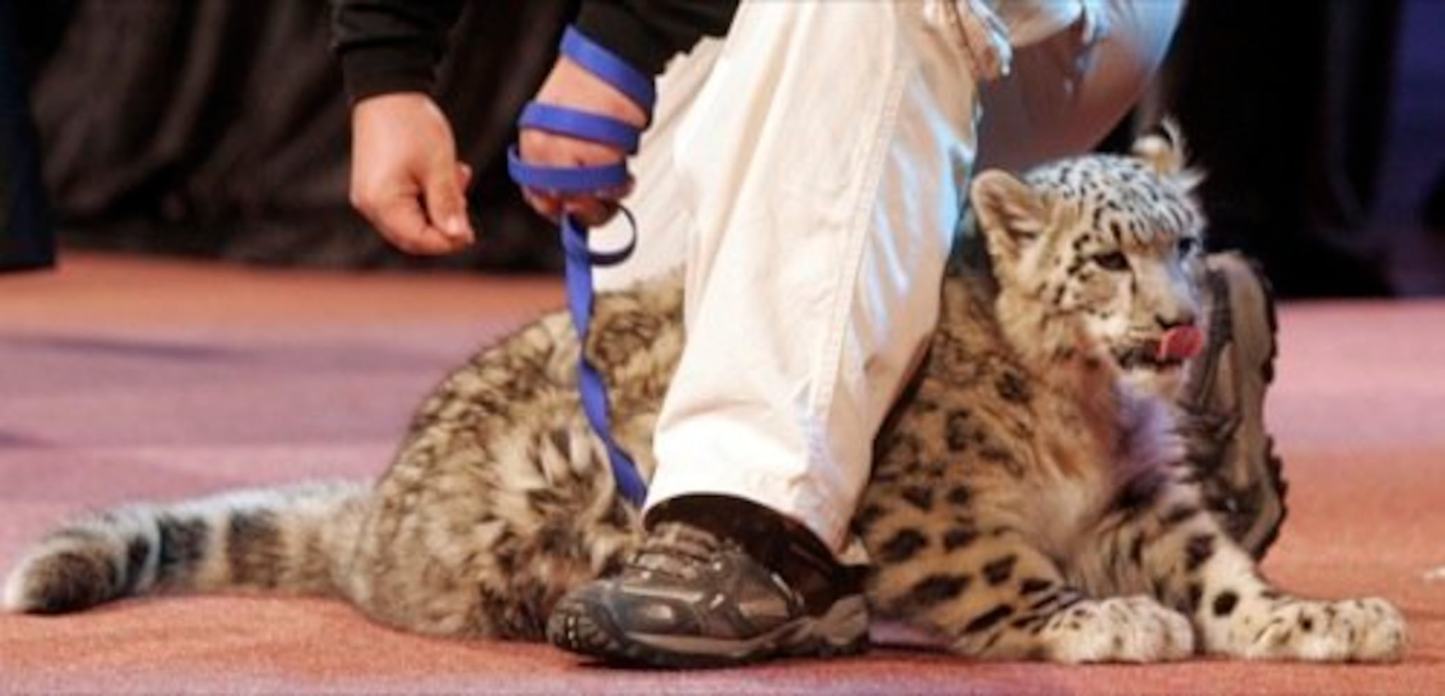 Jack Hanna visits Cedarville