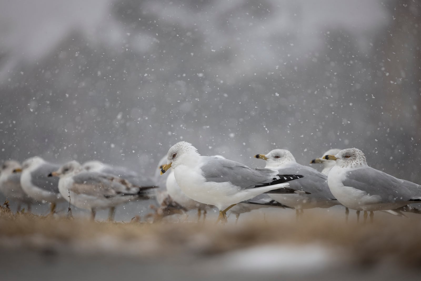 Birds rest in heavy falling snow at The Hague in Norfolk, Va., Wednesday Feb. 19, 2025. (Billy Schuerman/The Virginian-Pilot via AP)