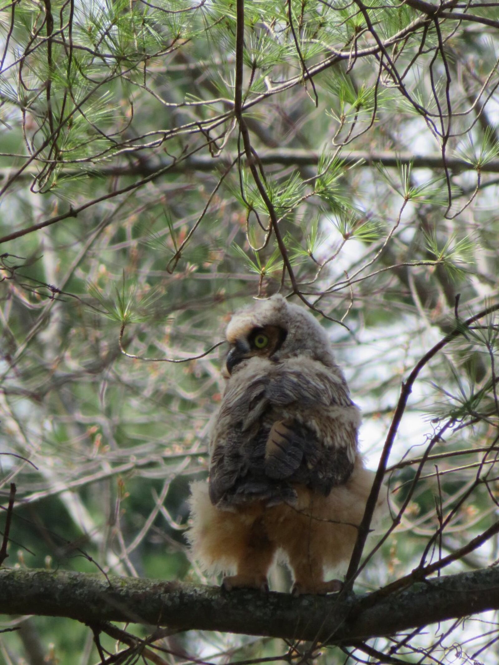 A great horned baby owl at Sheldon Marsh Preserve, Erie County. CONTRIBUTED/MARY KAY POPE