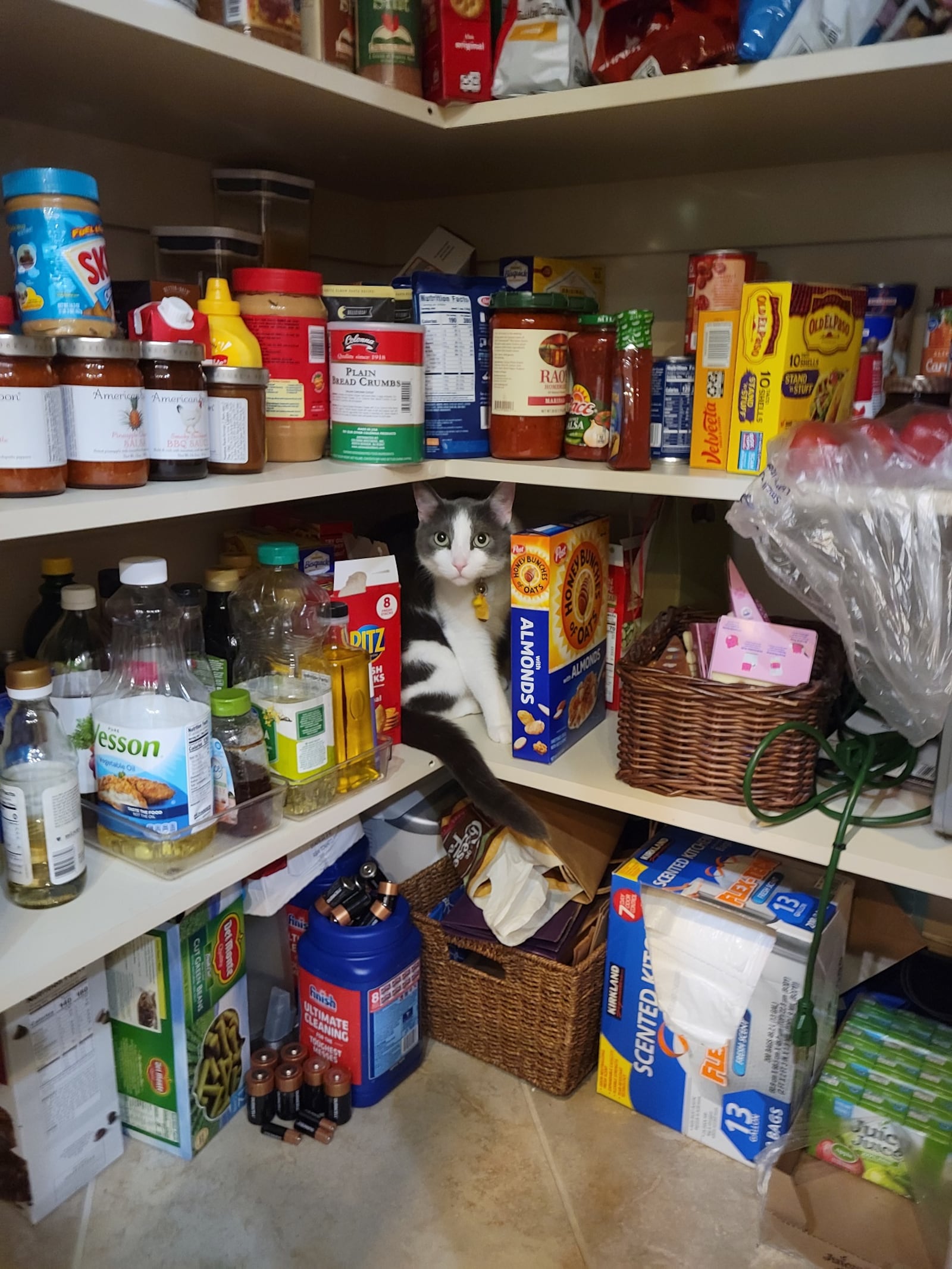 Pip in the pantry playing a hidden objects game. KARIN SPICER/CONTRIBUTED