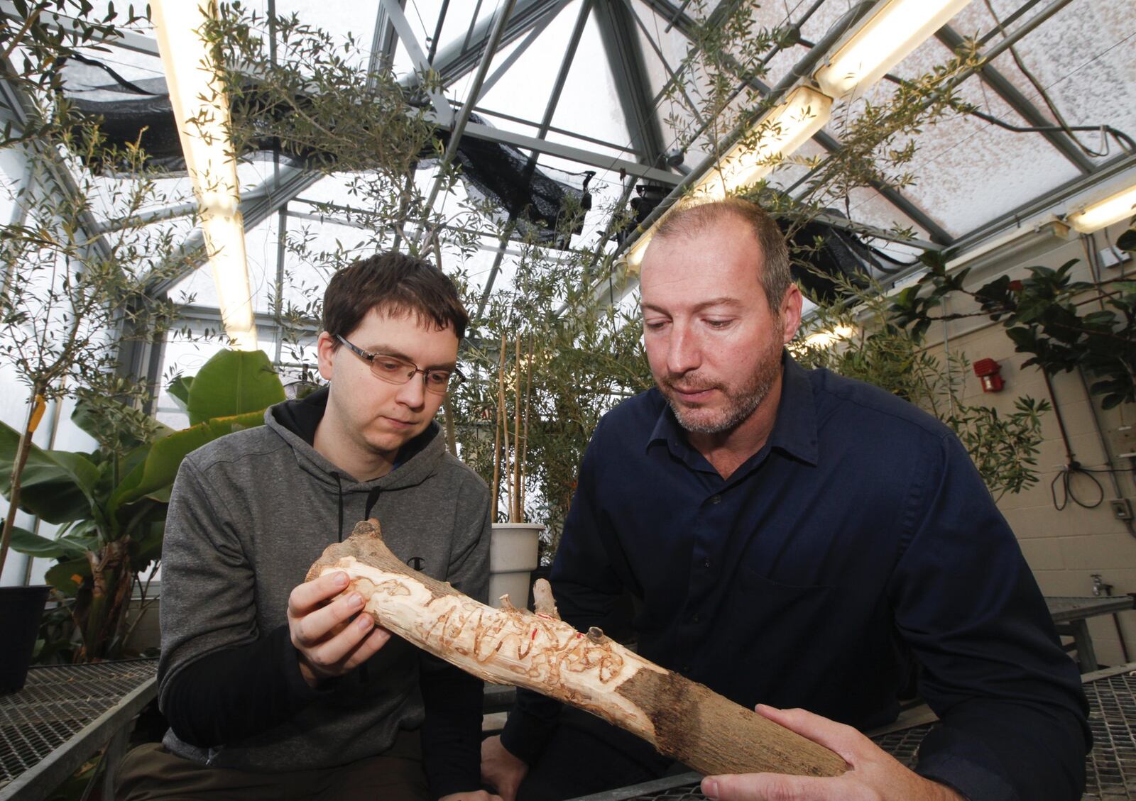 Don Cipollini, right, a Wright State University biology professor, along with doctoral student Donnie Peterson, show the signs of emerald ash borer feeding galleries in a segment of olive tree, evidence the invasive beetle from Asia has potential to infest the tree that supplies the world with its fruit and oil. CHRIS STEWART / STAFF