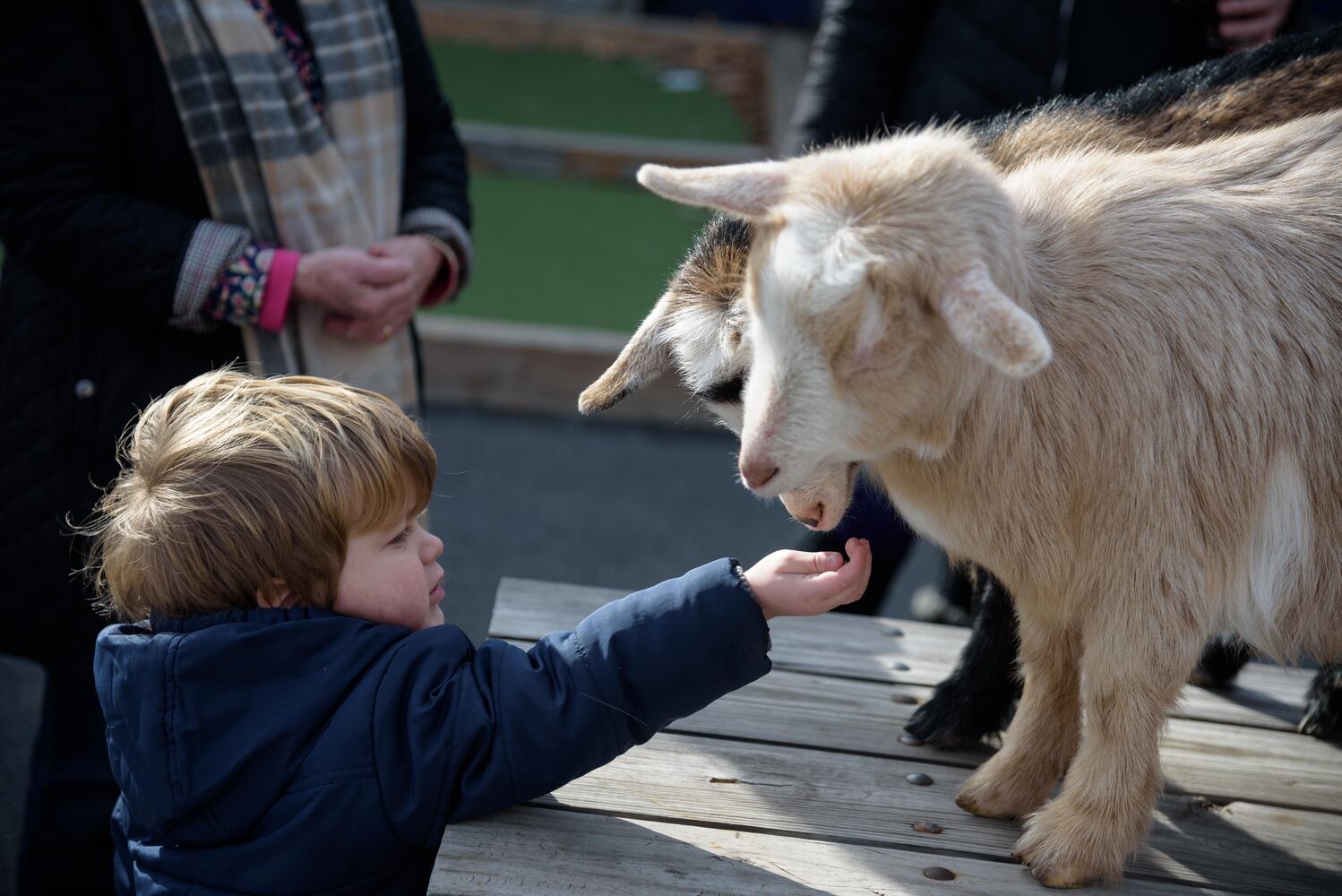 PHOTOS: Did we spot you frolicking with the cutest kids at Dayton Beer Company’s GoatFest?