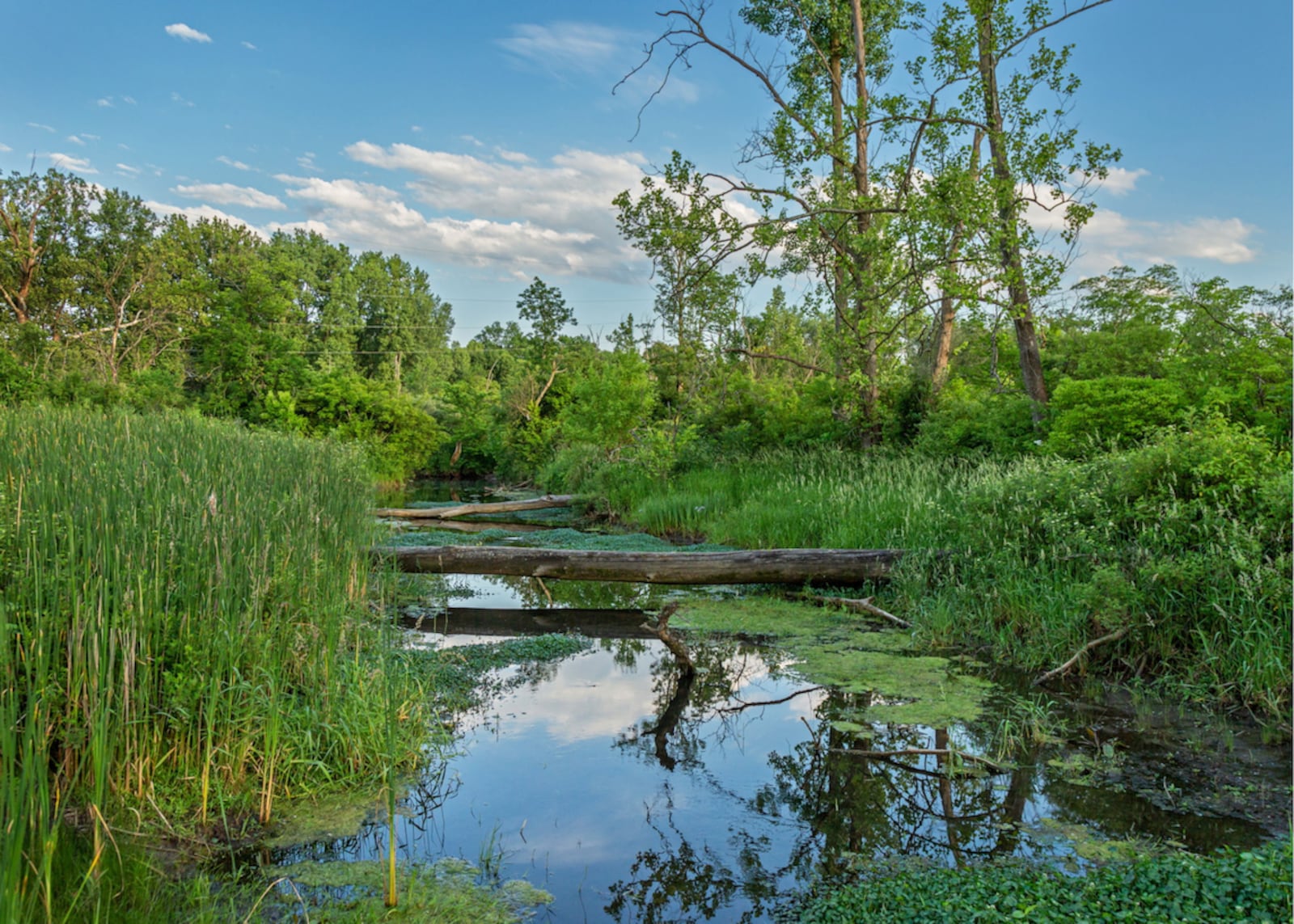 Scenic Siebenthaler Fen is part of the Beaver Creek wetland corridor - CONTRIBUTED