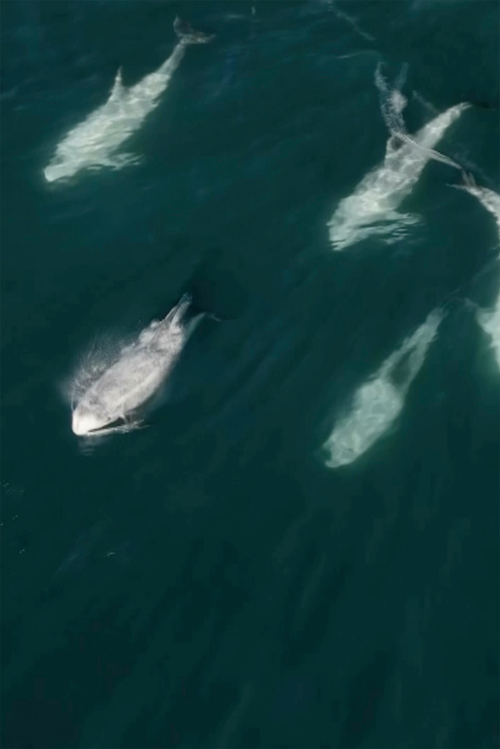 This image provided by the Monterey Bay Whale Watch shows a cluster of dolphins across Carmel Bay on the central coast of California on Friday, Jan. 24, 2025. (Evan Brodsky/Monterey Bay Whale Watch via AP)